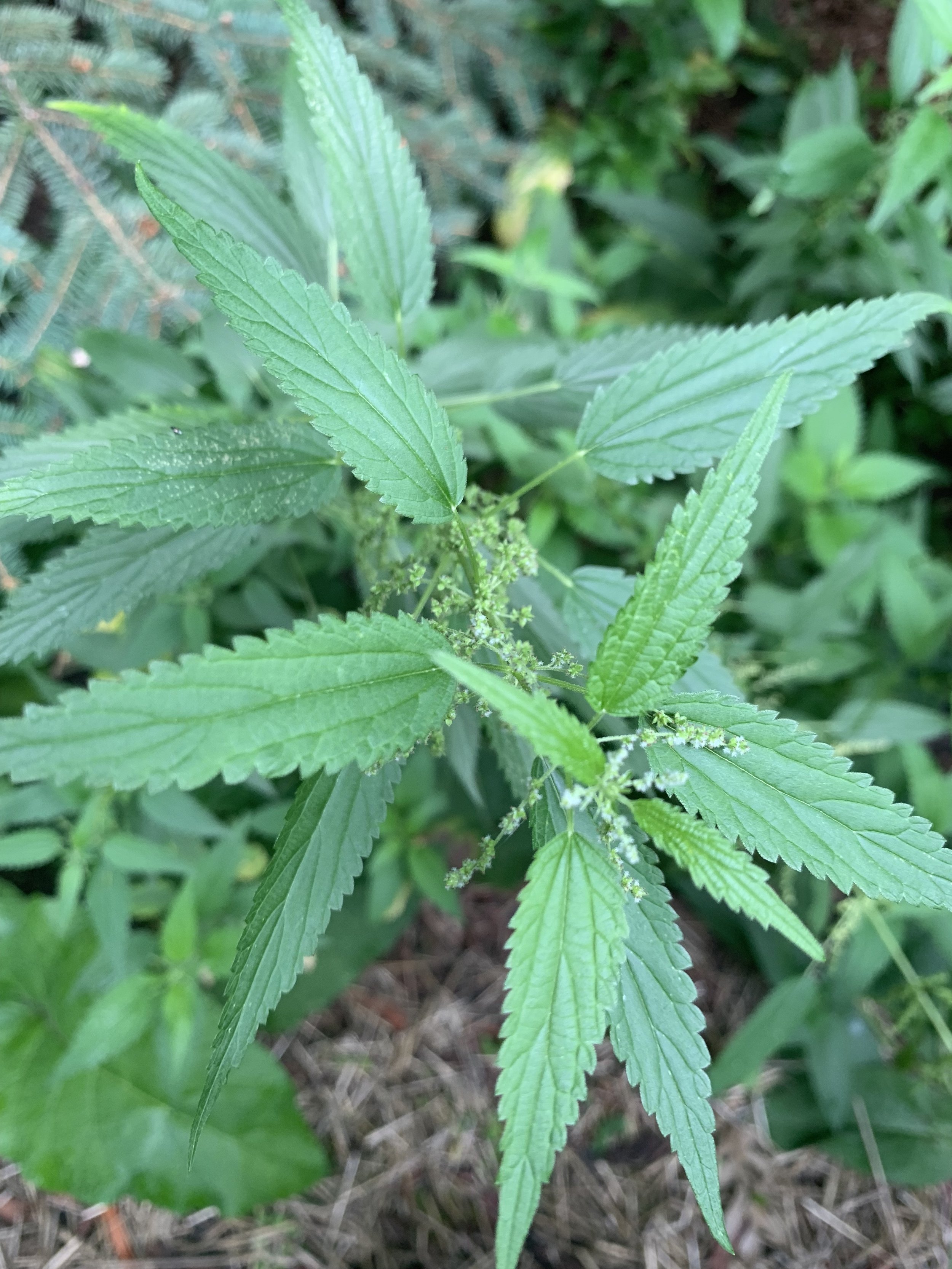 Nettle
(Urtica dioica)