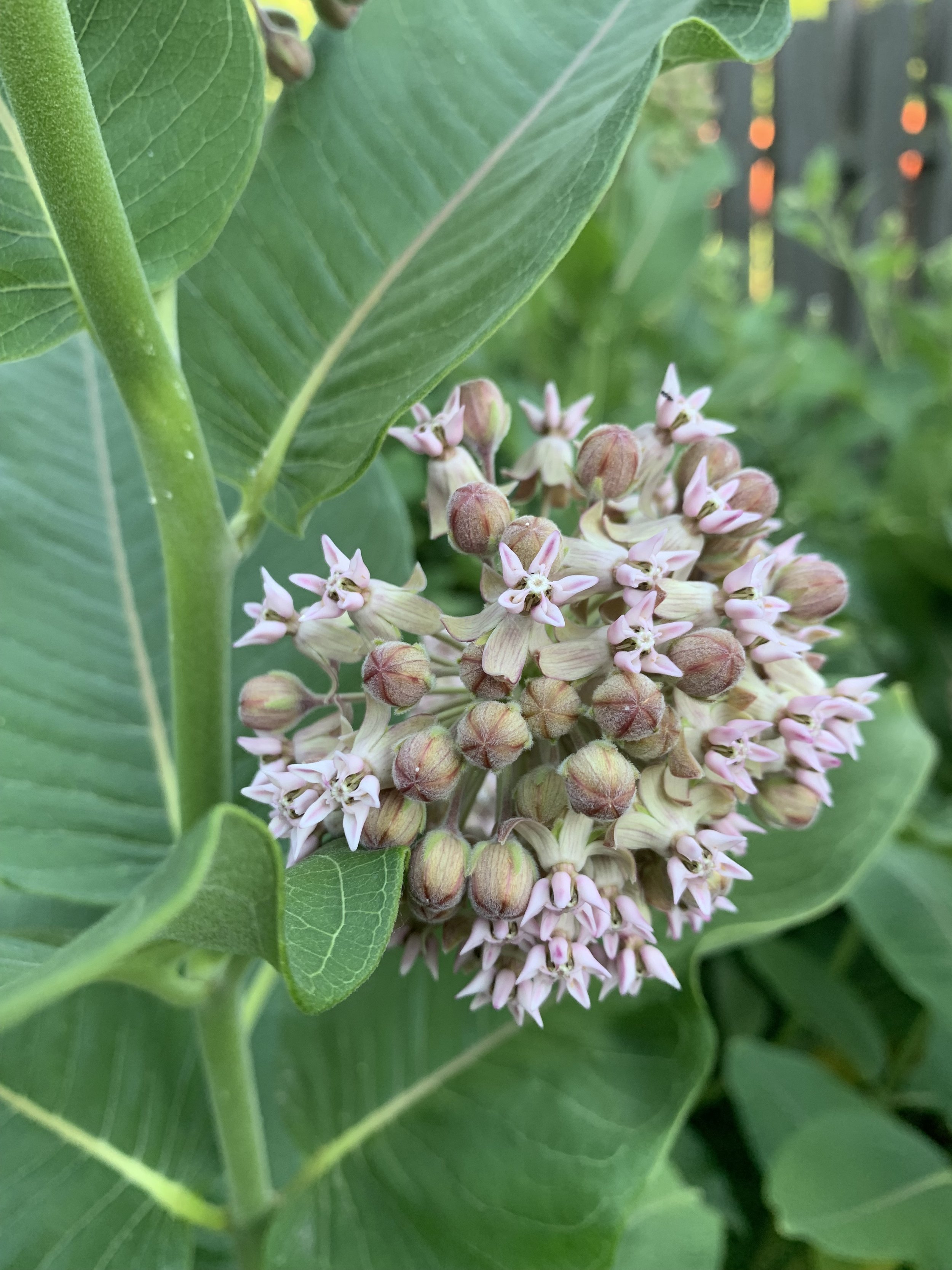 Common Milkweed
(Asclepias syriaca)