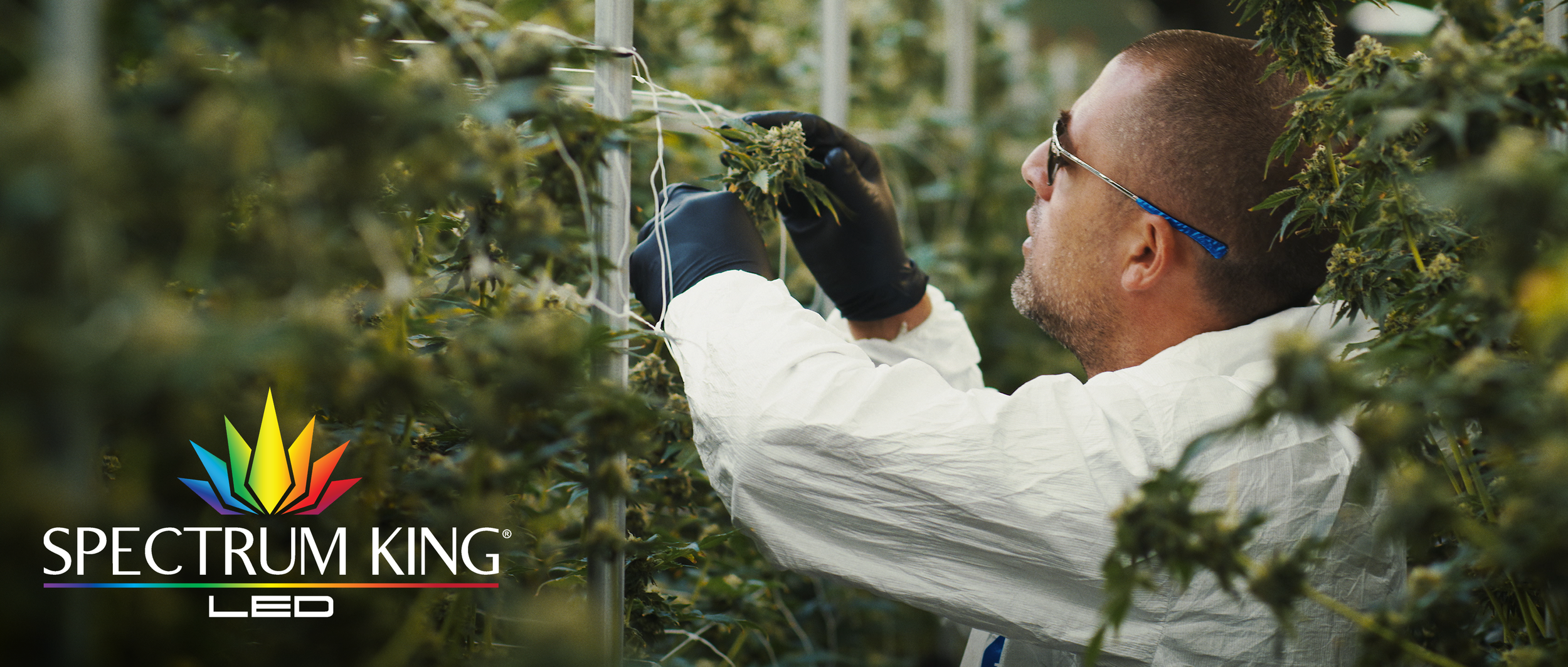 SpectrumKingLED Thumbnail.png