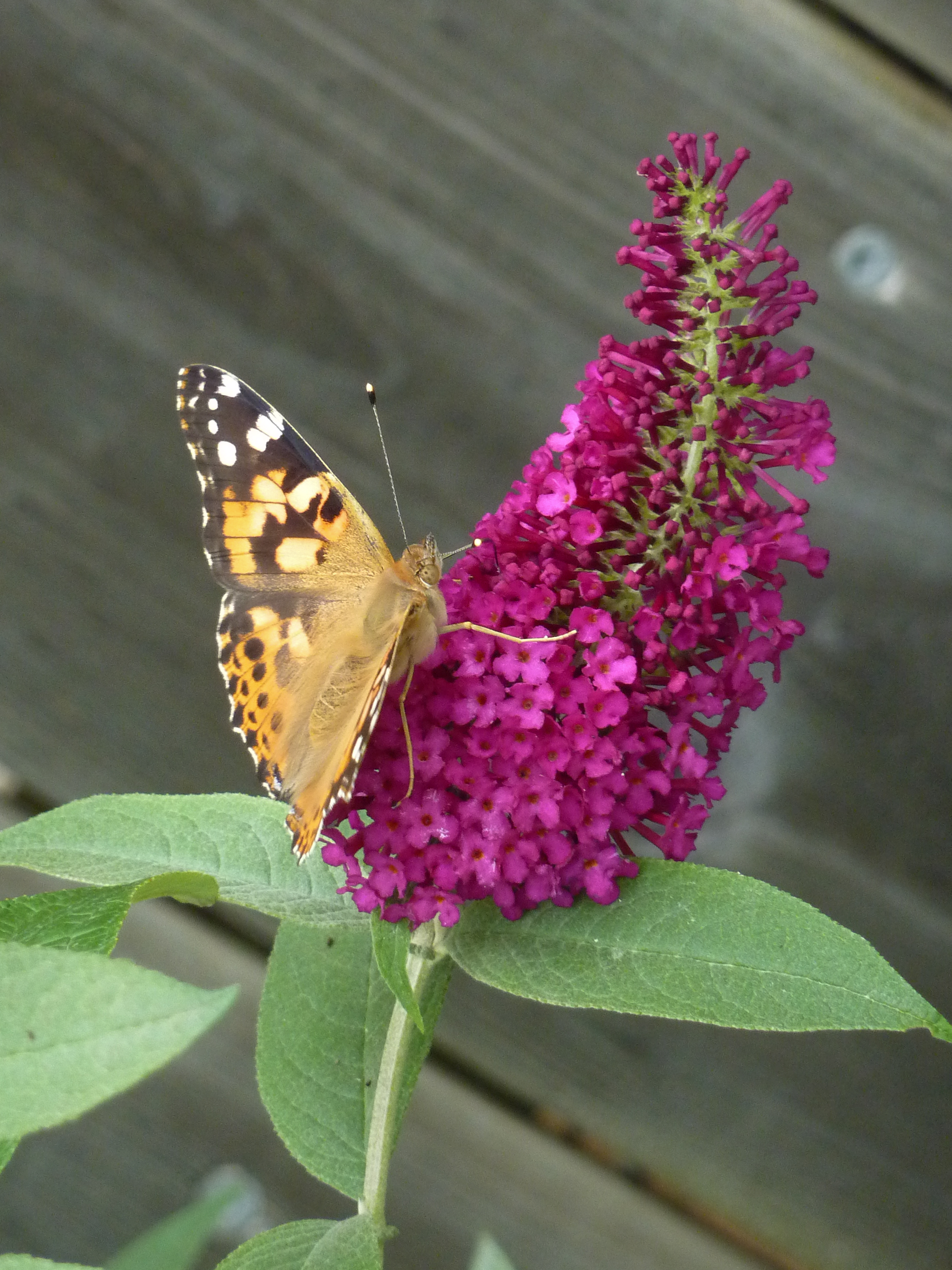 THE PAINTED LADY - September 2019