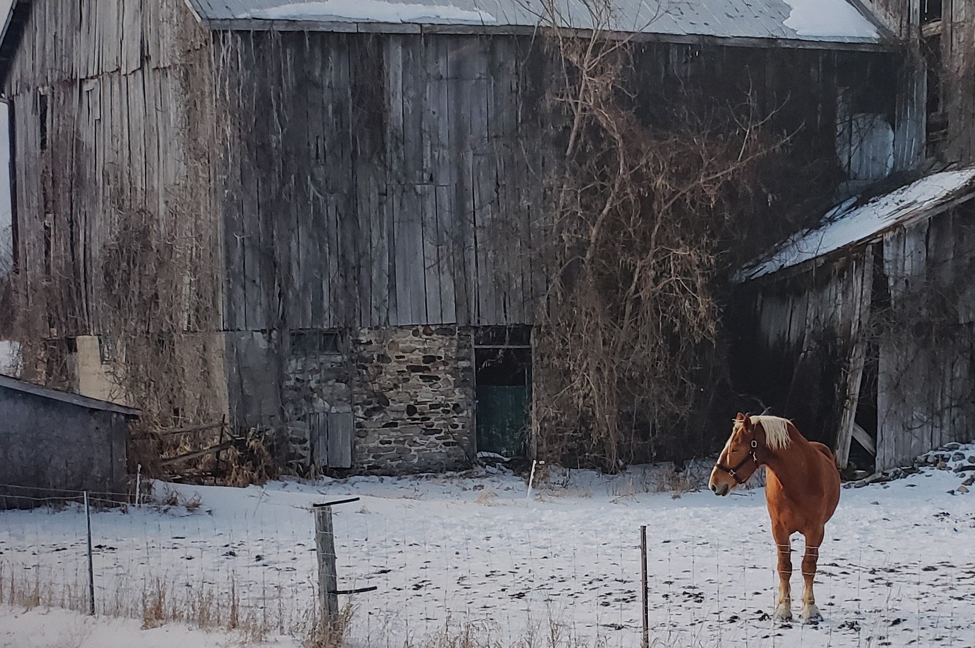 The Curious Horse