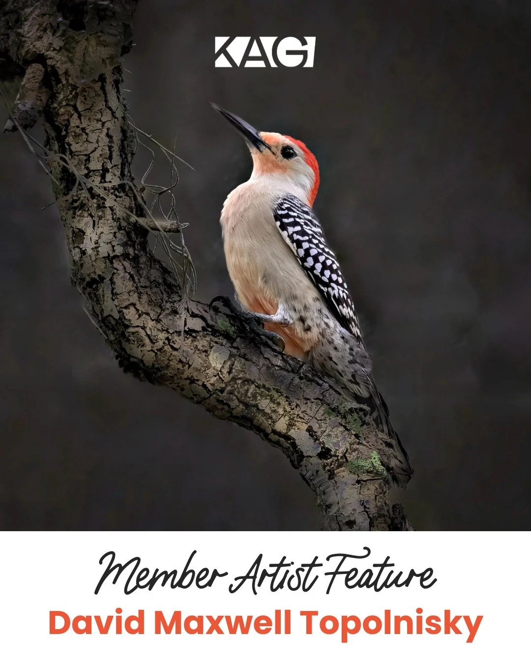 Member Artist Feature: David Maxwell Topolnisky! 🎨

"As an avid outdoor person, Nature, Wildlife, Macro and Landscape are my preferred genres. There is so much Beauty in the natural world, I want to make you stop, Take a Second Look, reflect an