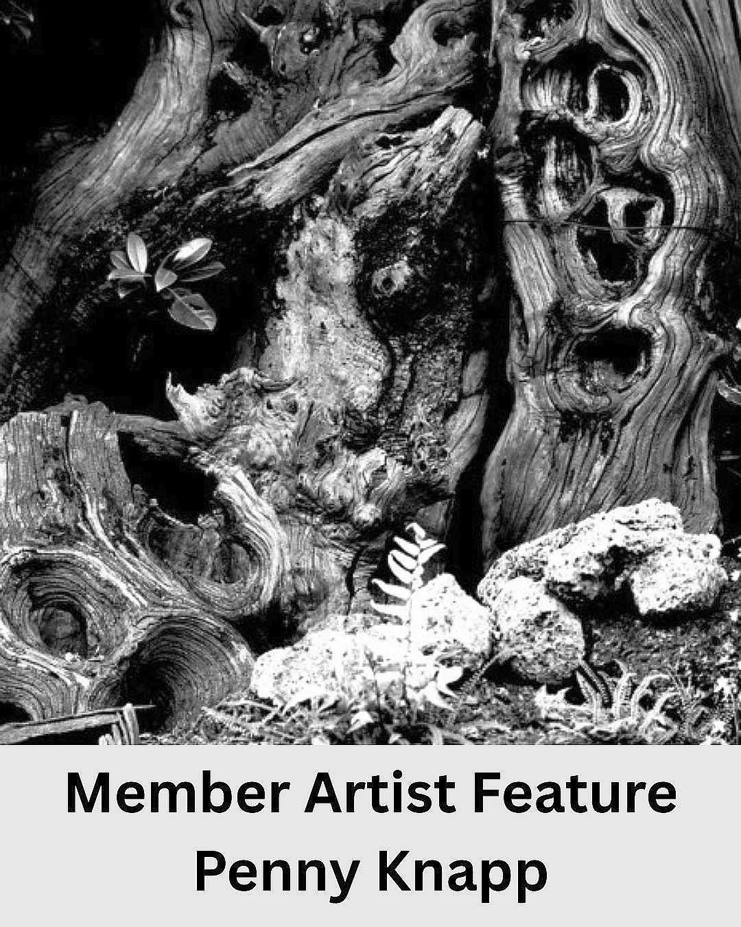 ✨🎨 Member Artist Feature: Penny Knapp, Photographer🎨✨

I was born &amp; raised in Oshawa. Although I was always interested in creativity, I pursued the sciences &amp; maths in high school and became a dental hygienist, focusing on orthodontics for 