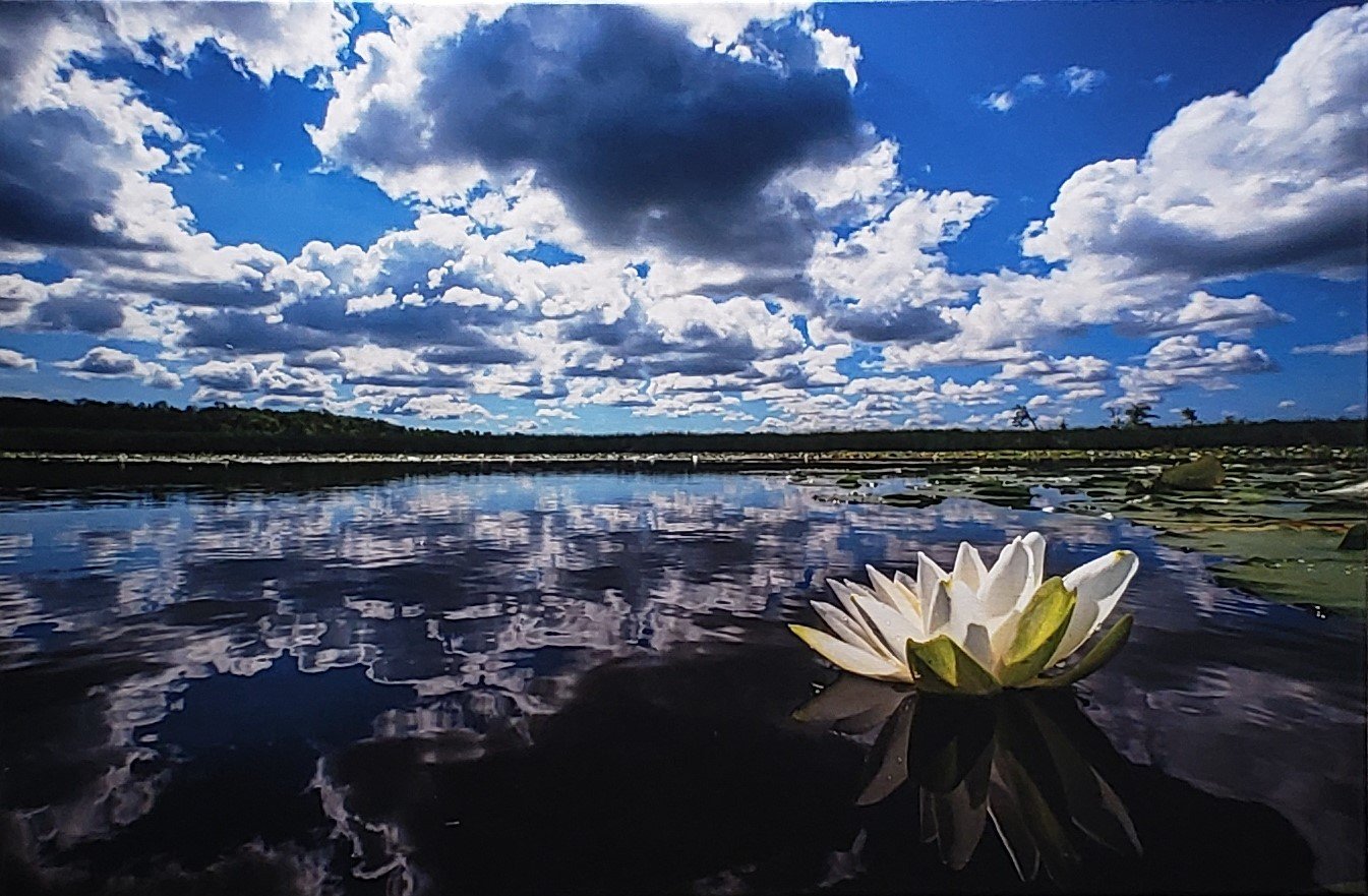 Water Lily on Scugog