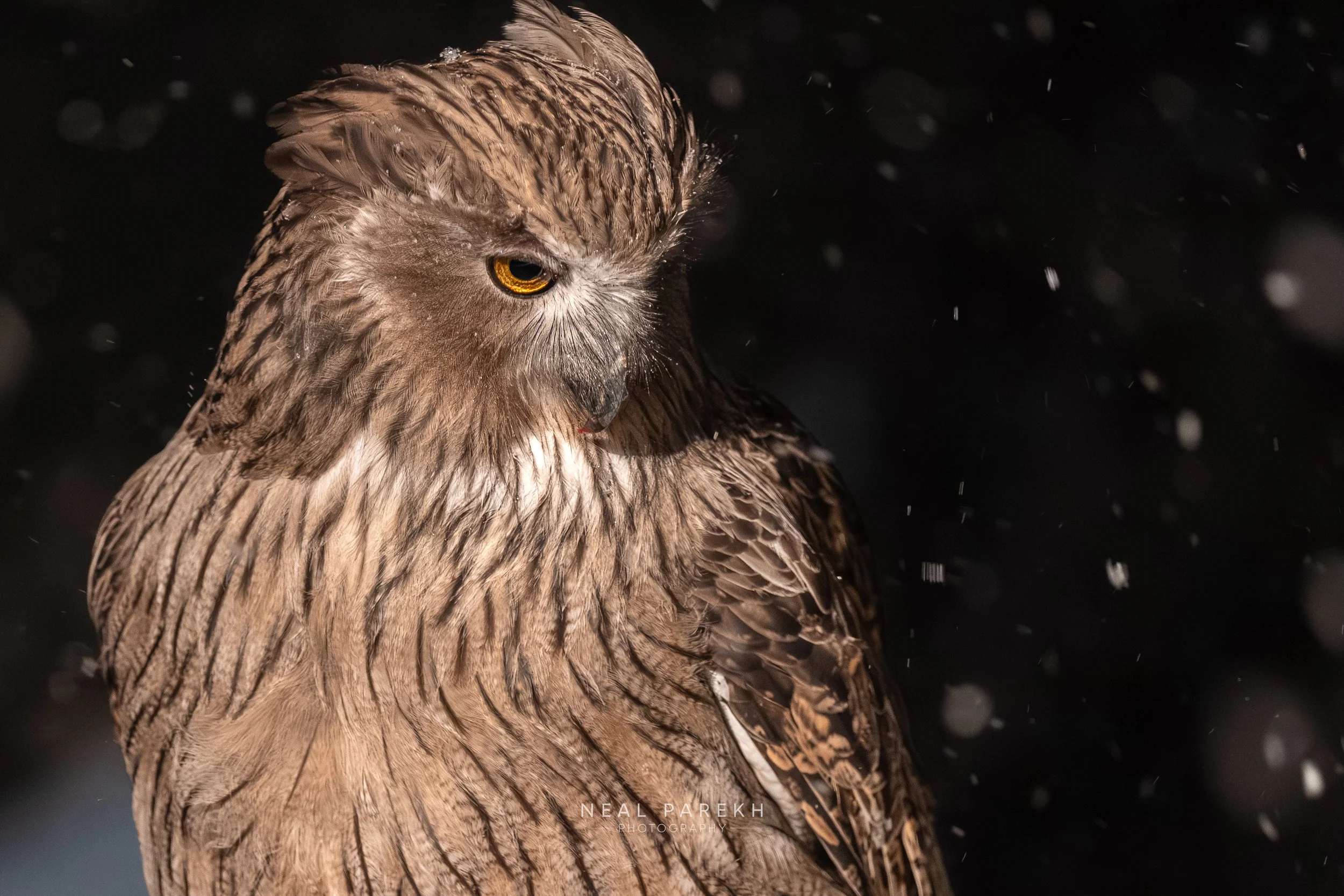 A Winter Trip to Japan, Part 2 - Owls, Foxes, and Deer — Neal