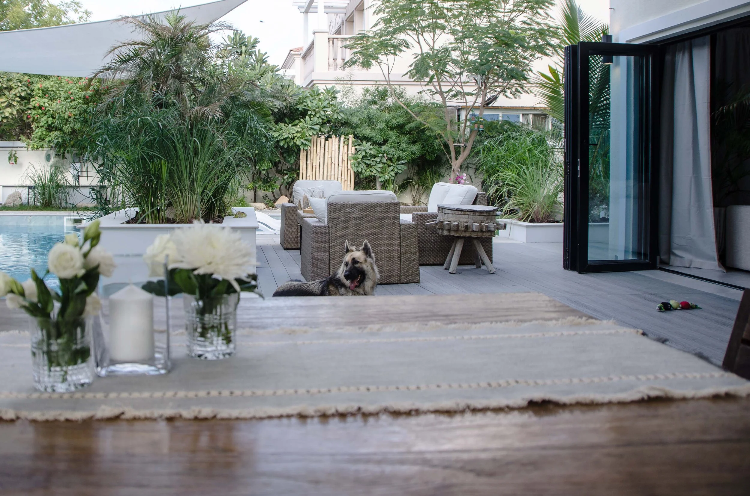 patio with dog.jpg