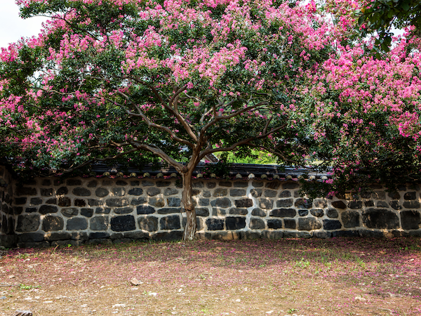 Crape Myrtle Tree.png
