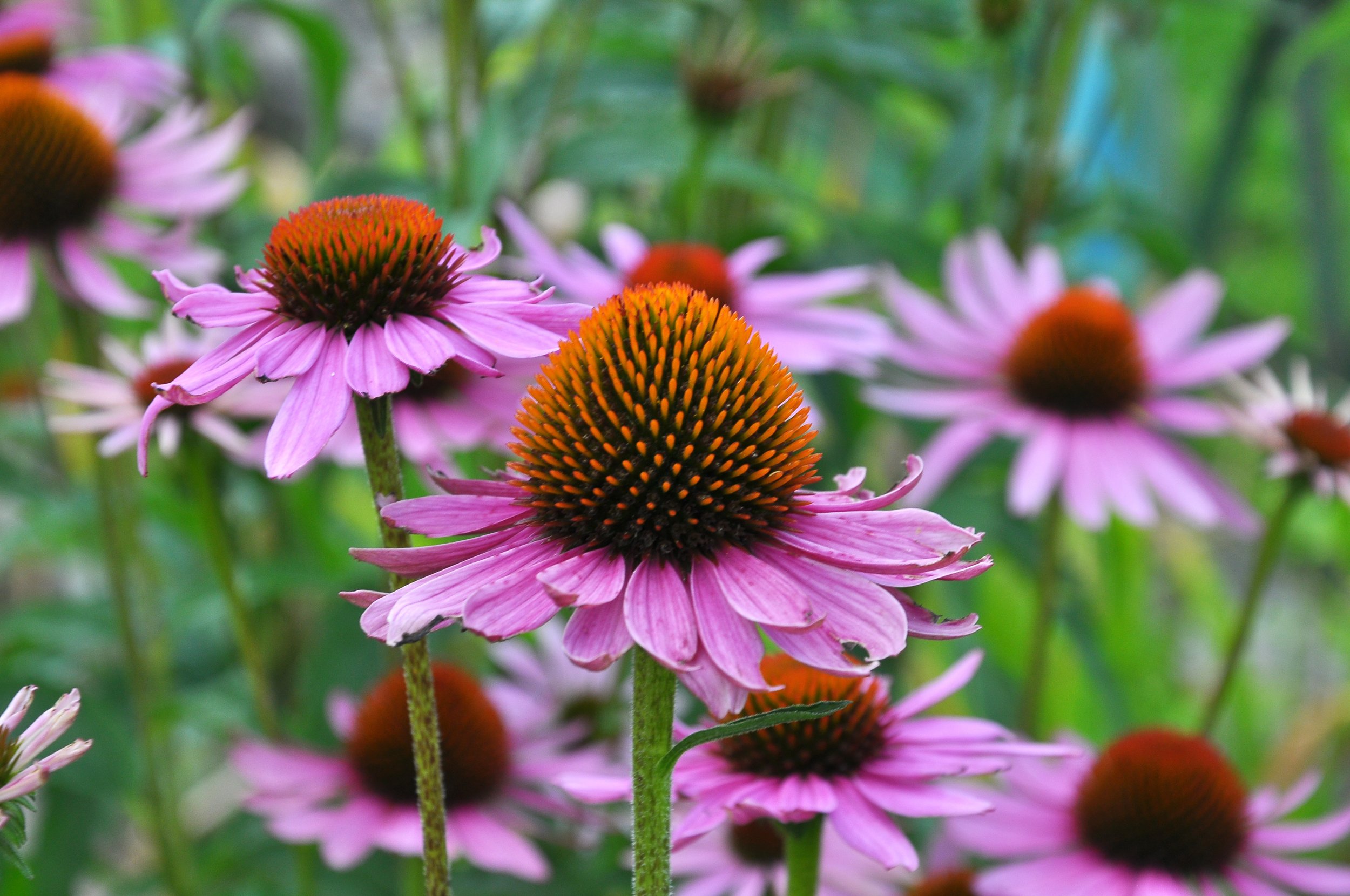 Echinacea.jpeg