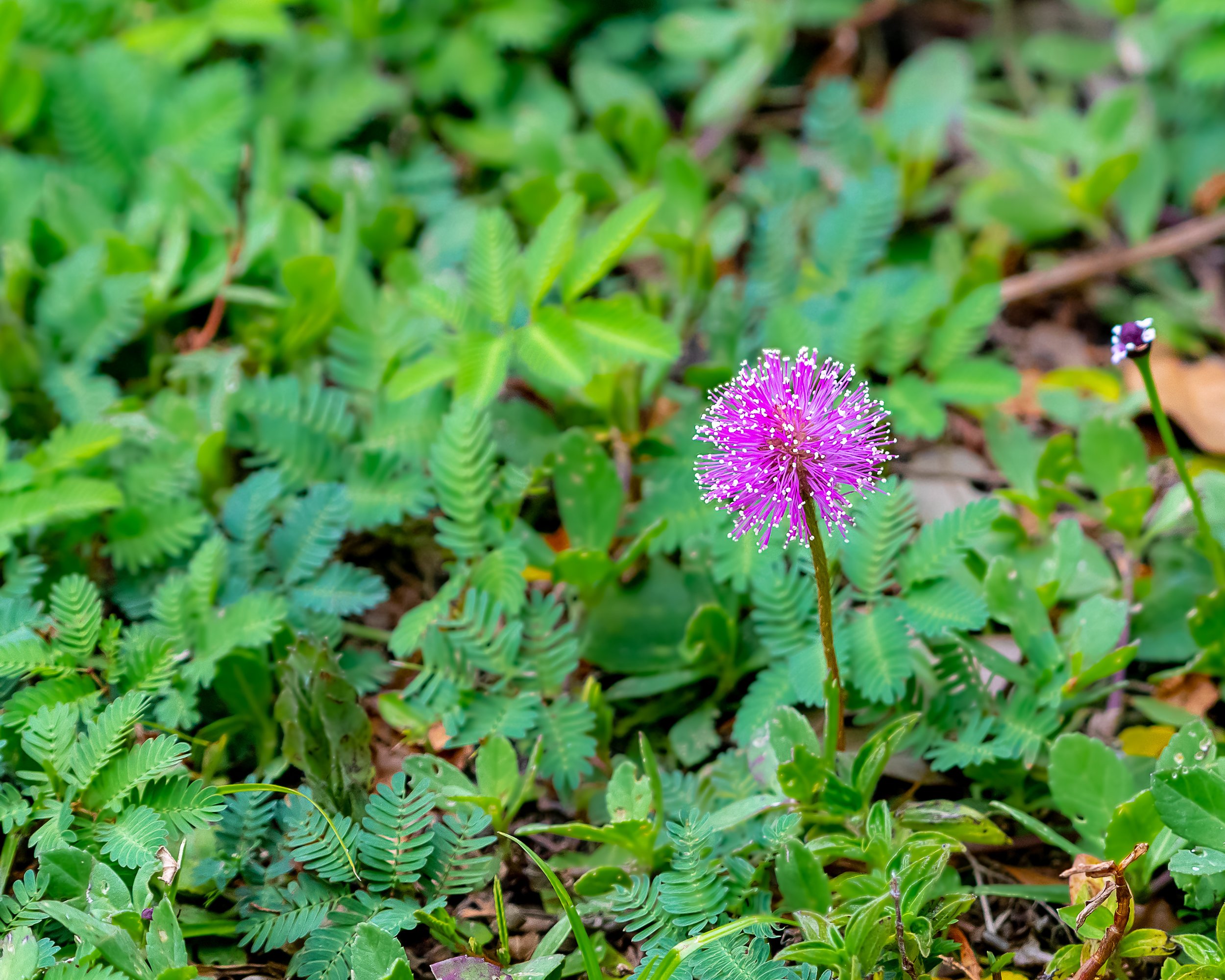 Powderpuff Mimosa