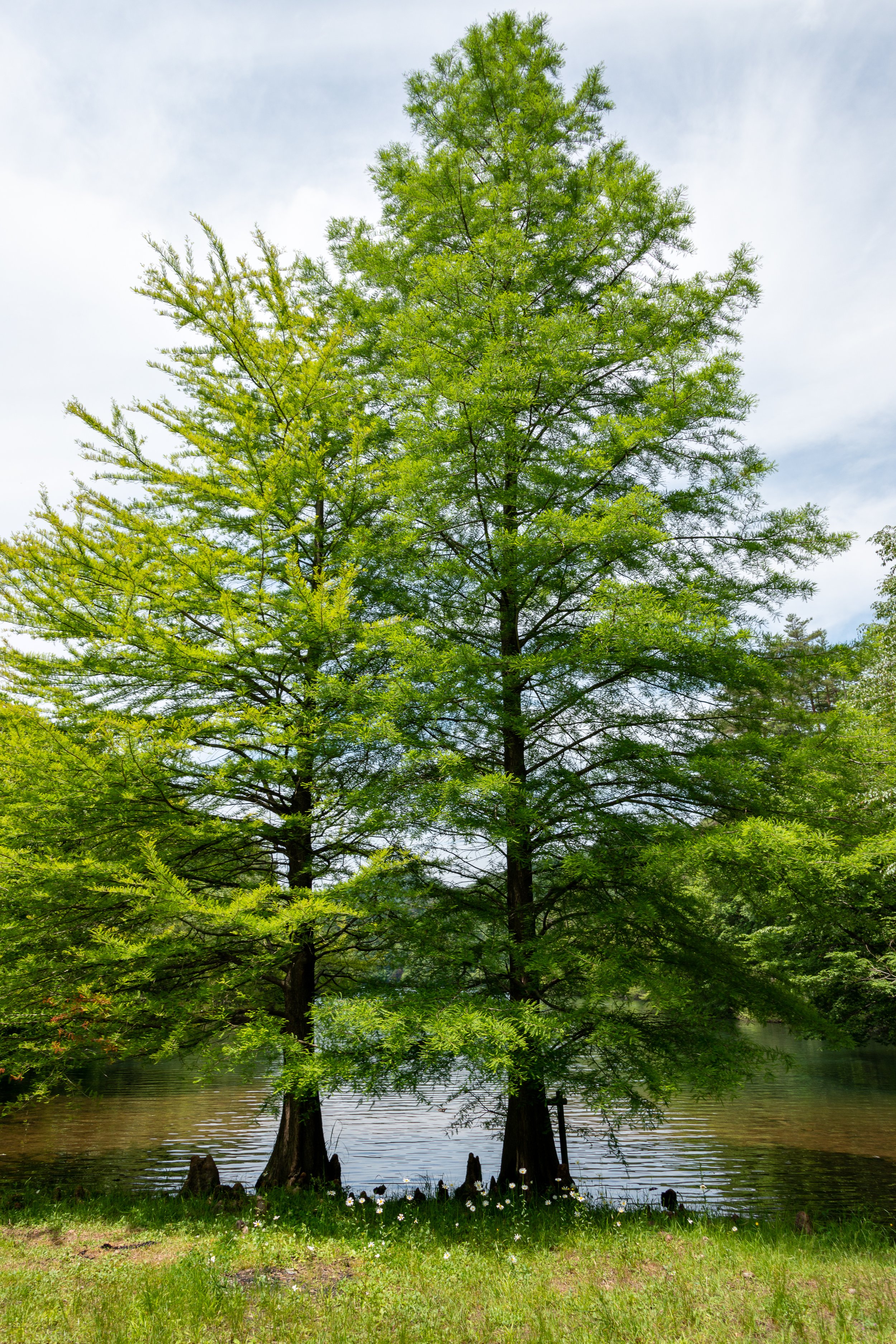 Bald Cypress