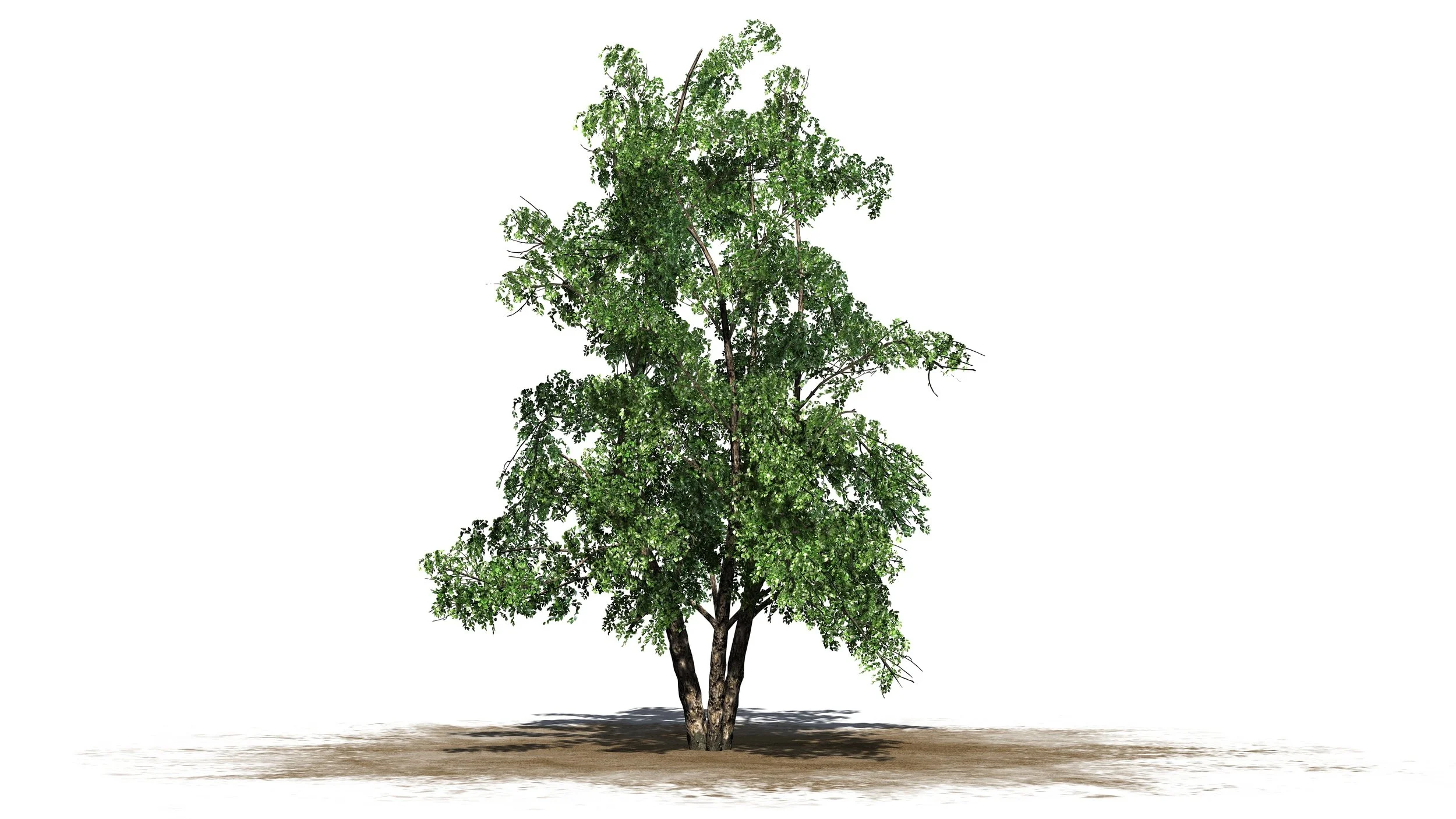 River Birch — Roaming Roots
