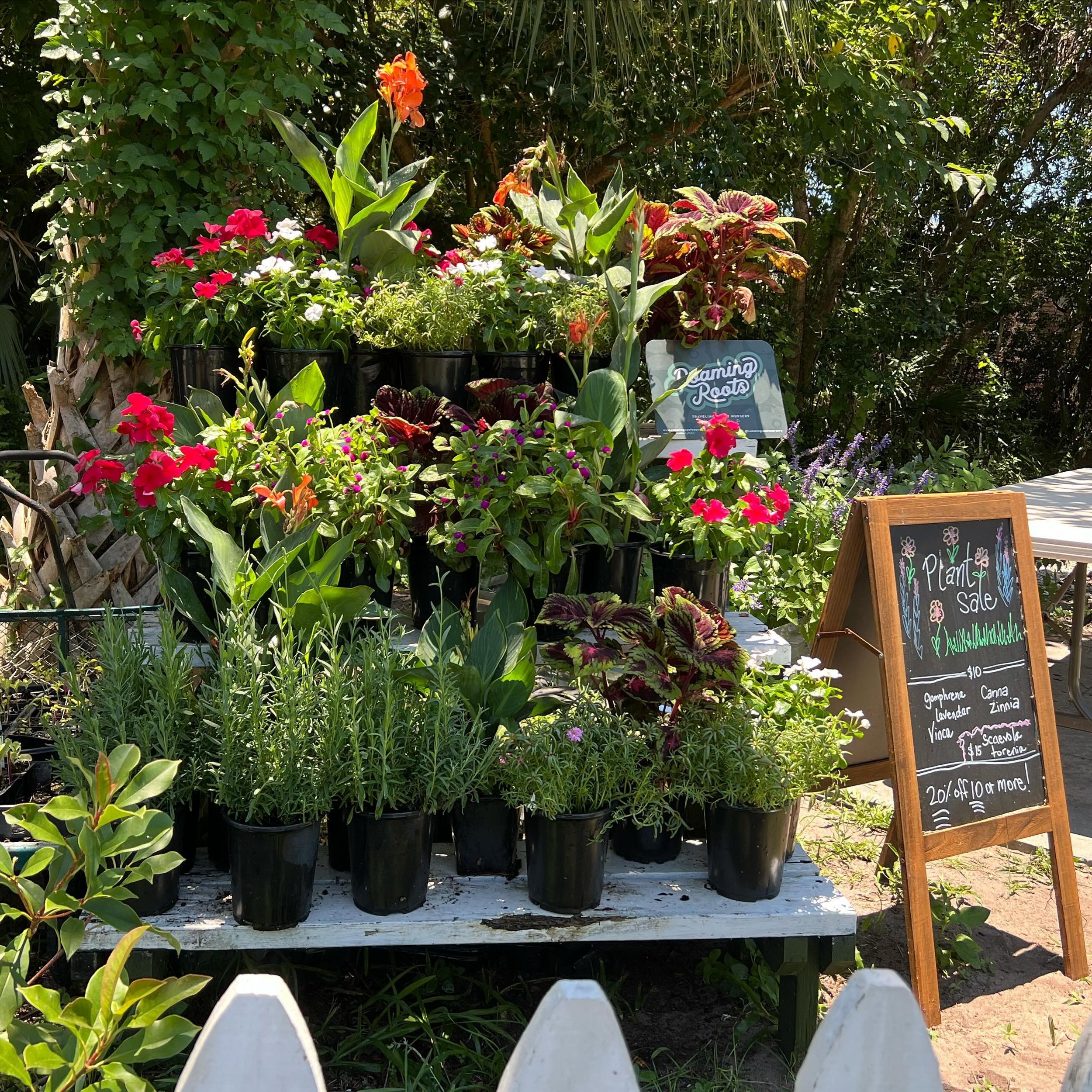 These are the last plants standing! 

Looking to spruce up your pots or hanging baskets? We have a few plants left. Orange Canna, stunning big leaf Coleus, Vinca, Gomphrena, Sedum, and Lavendar. (They ALL work well together or separately in our clima