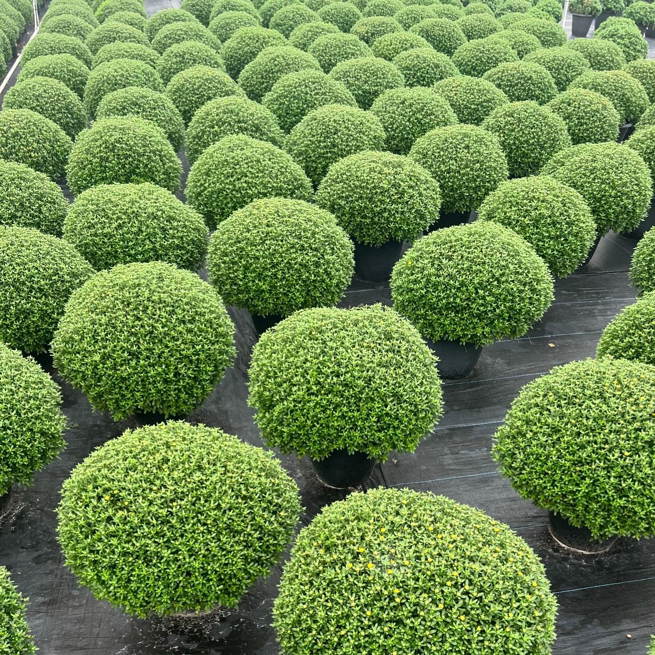Mums the word!

Tomorrow at the Apalachicola Downtown Market- or we can deliver them to you! Order preferred colors and sizes online at roamingrootsnursery.com