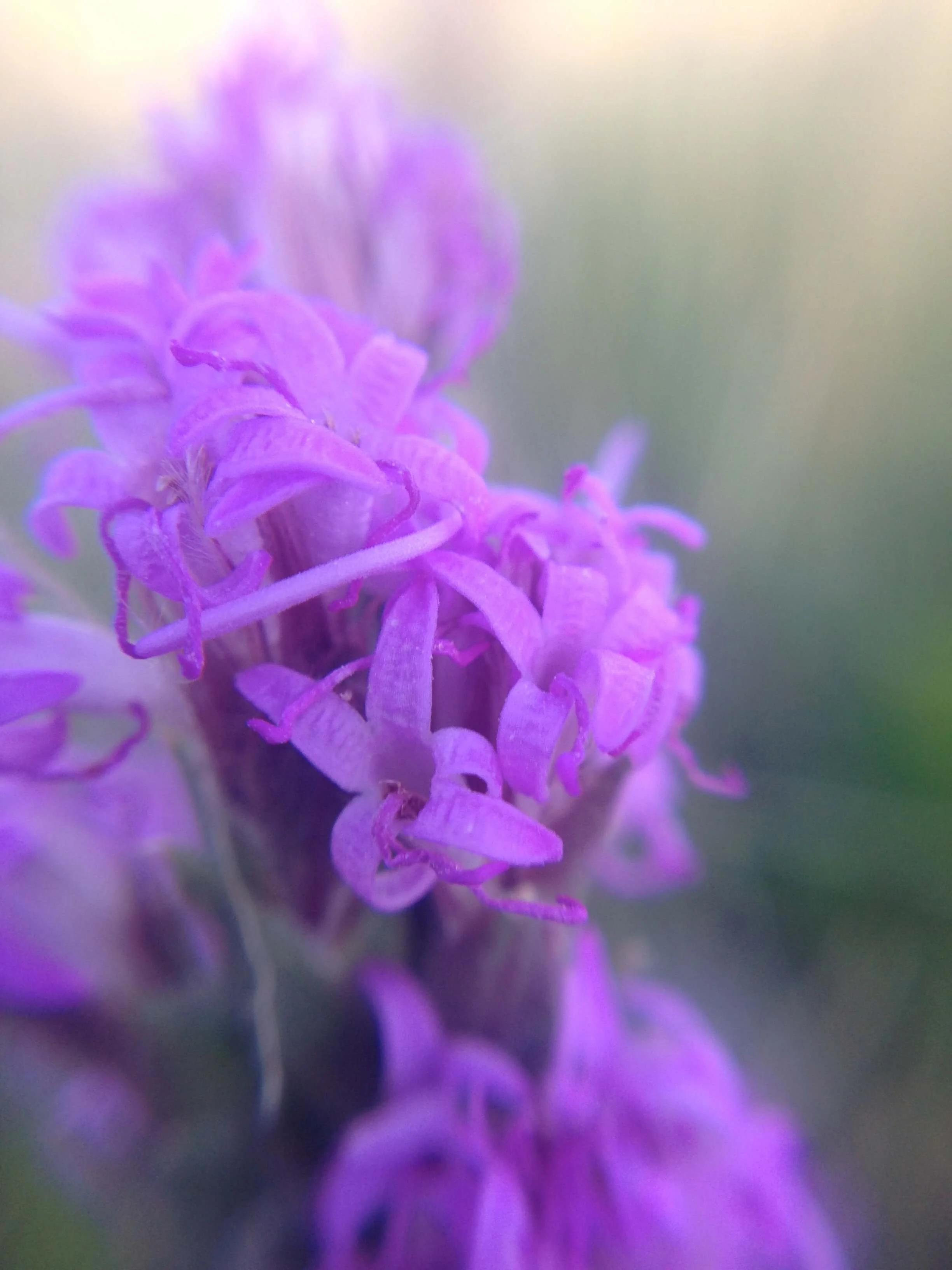 Close-up of a purple flower with intricate petals, slightly out of focus, against a soft background.