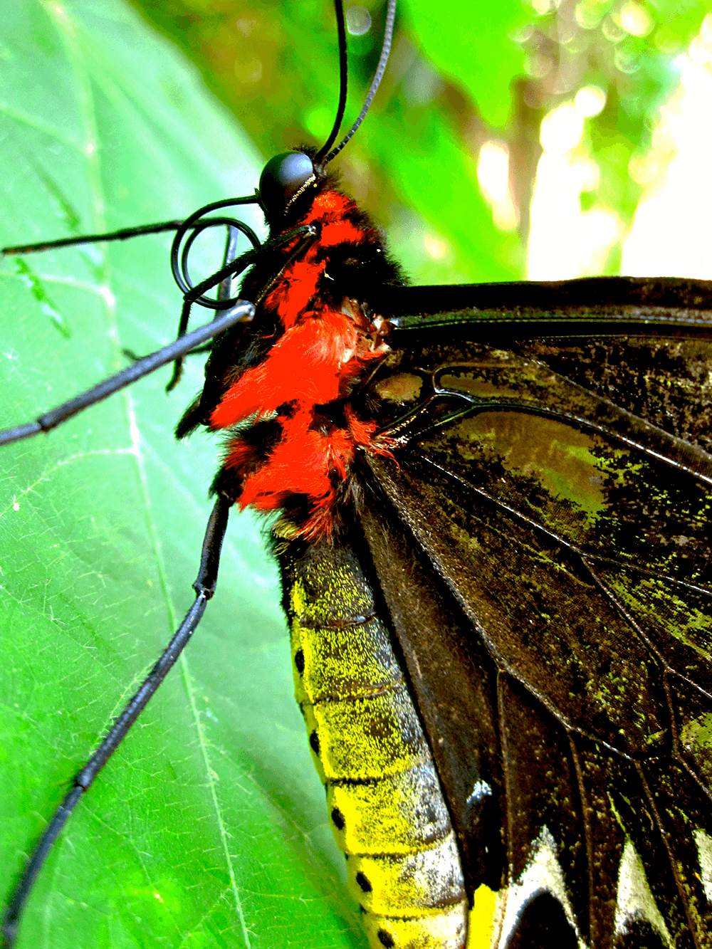 Close-up of a butterfly with black, red, and yellow coloring resting on a green leaf.