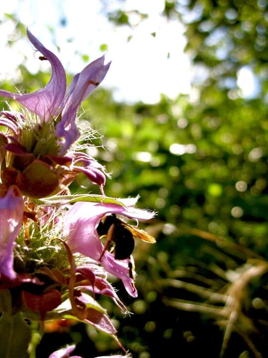 Close-up of a bee collecting nectar from a purple flower in a sunlit garden.