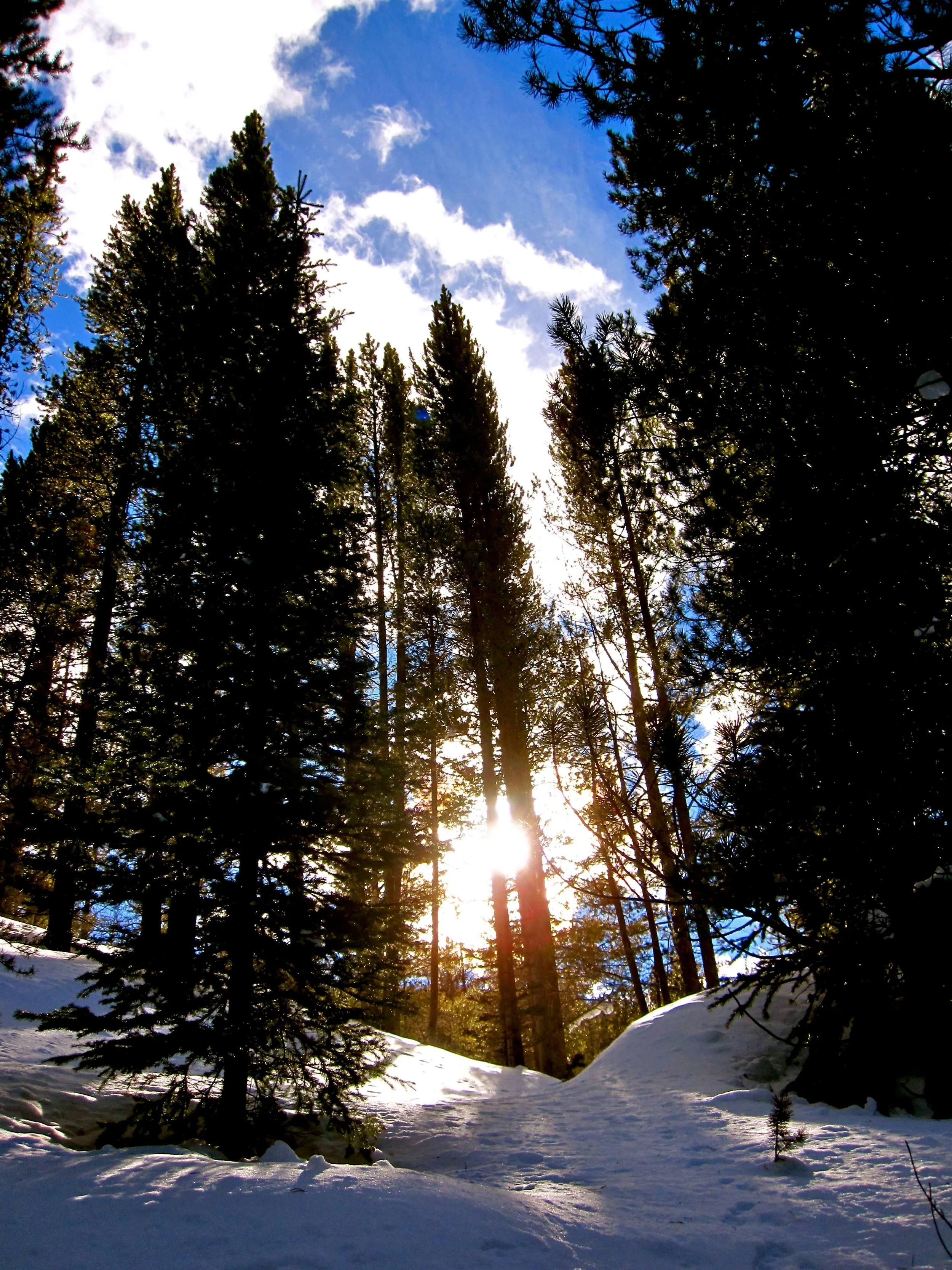 Sunset through tall pine trees in a snowy forest.