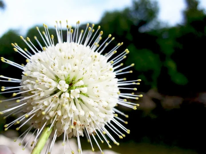 Close-up of a white spherical flower with long white stamens radiating outward, set against a blurred background of green leaves and blue sky.