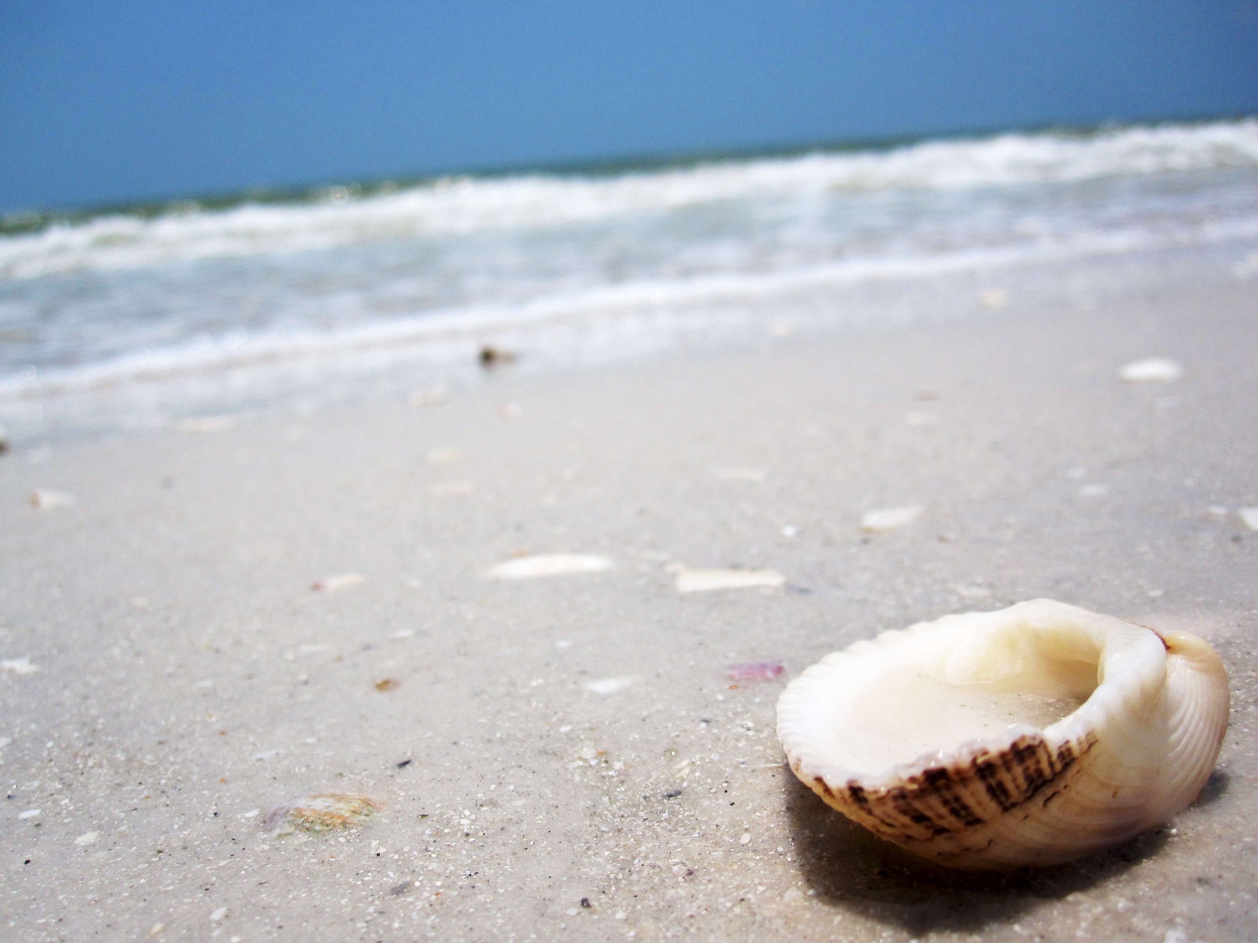 Close-up of a seashell on a sandy beach with ocean waves in the background.