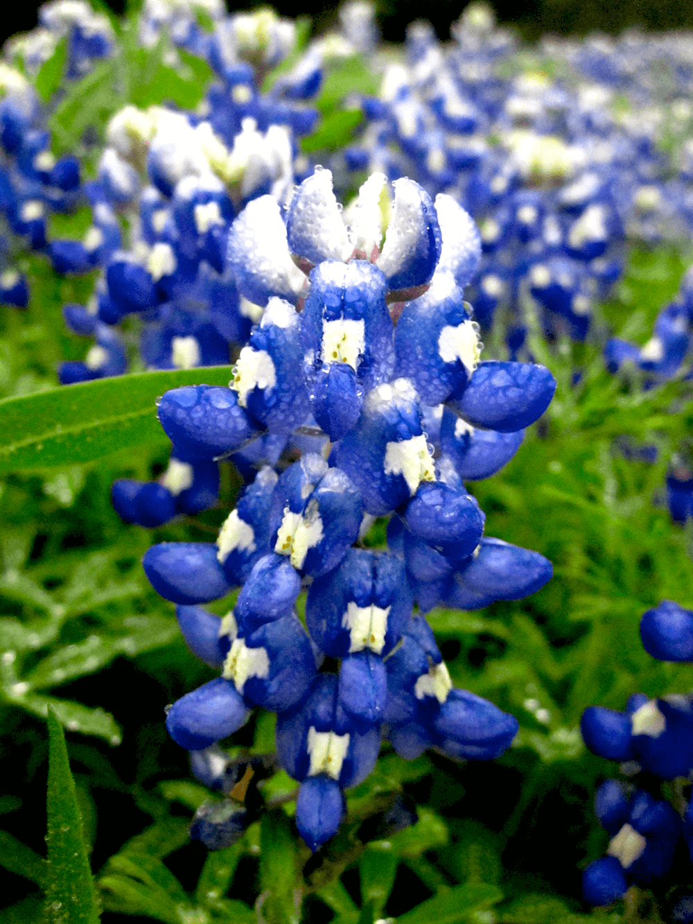 Close-up of a cluster of blue grape hyacinth flowers with water droplets, in a garden setting.