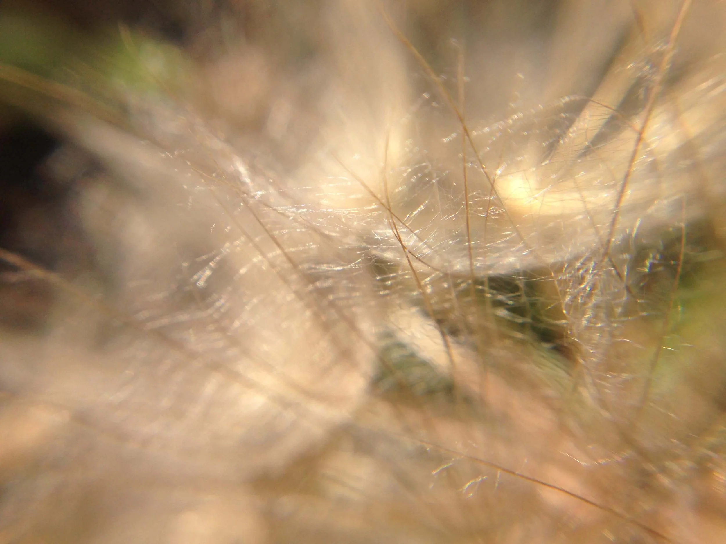 Close-up view of tangled, wispy white hair or fibers illuminated by bright light.