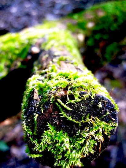 Close-up of a moss-covered tree branch in a forest.