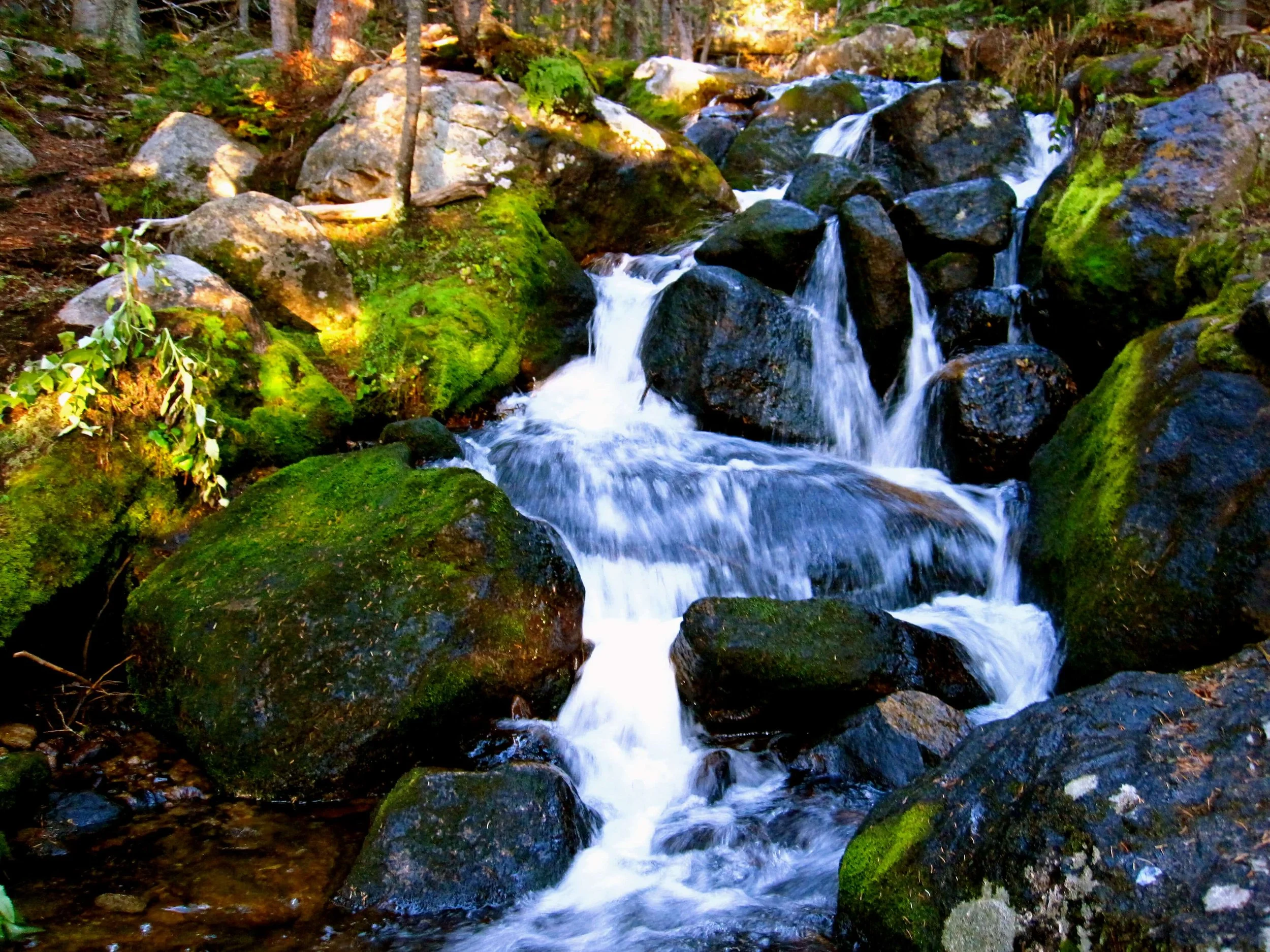 A cascading small waterfall flowing over moss-covered rocks in a lush forest scene.
