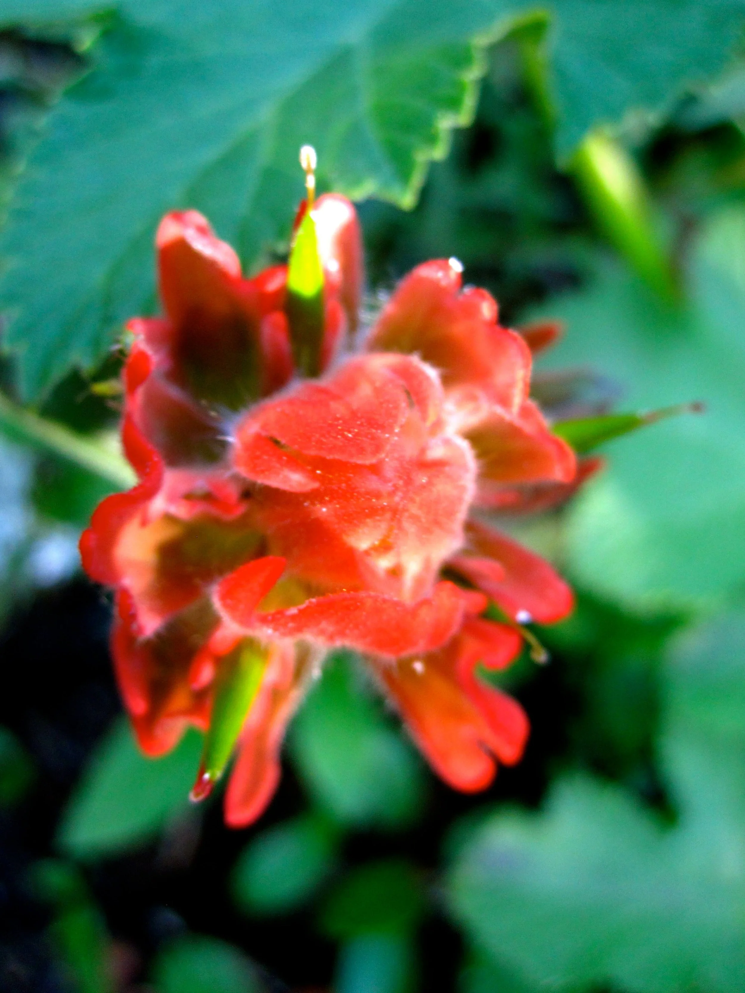 Close-up of a red and green flower with green leaves in the background.
