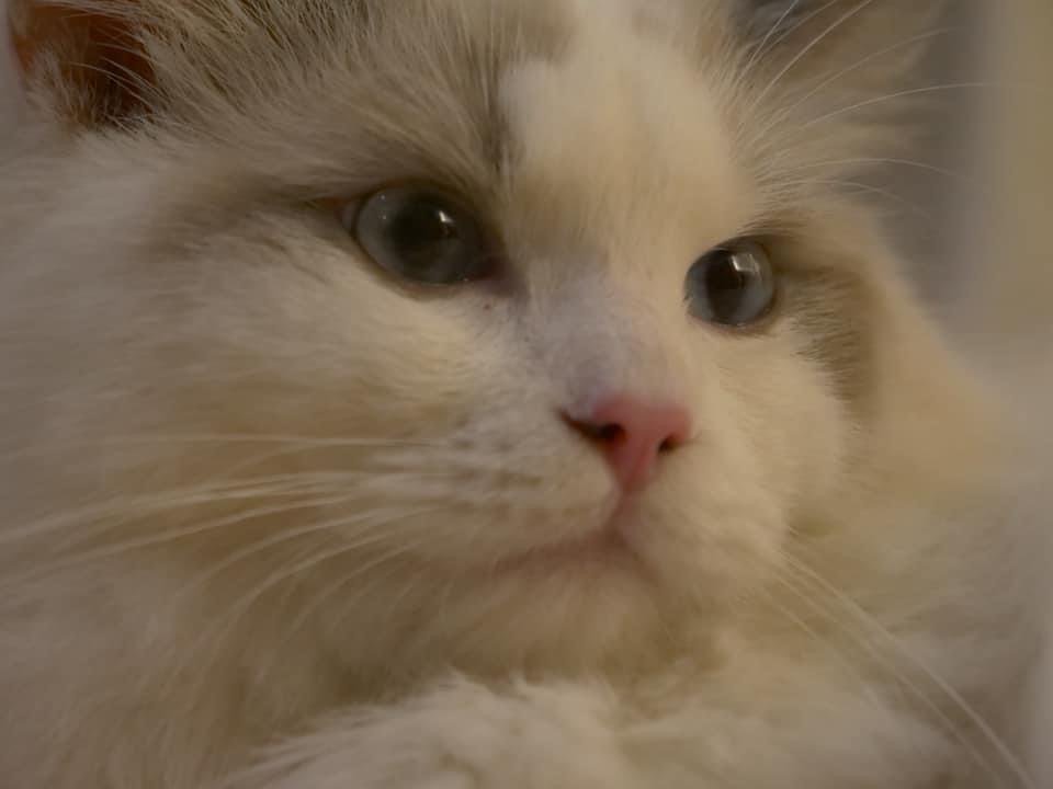 A4111913-0252-4E9C-961C-293239C645AE.jpeg