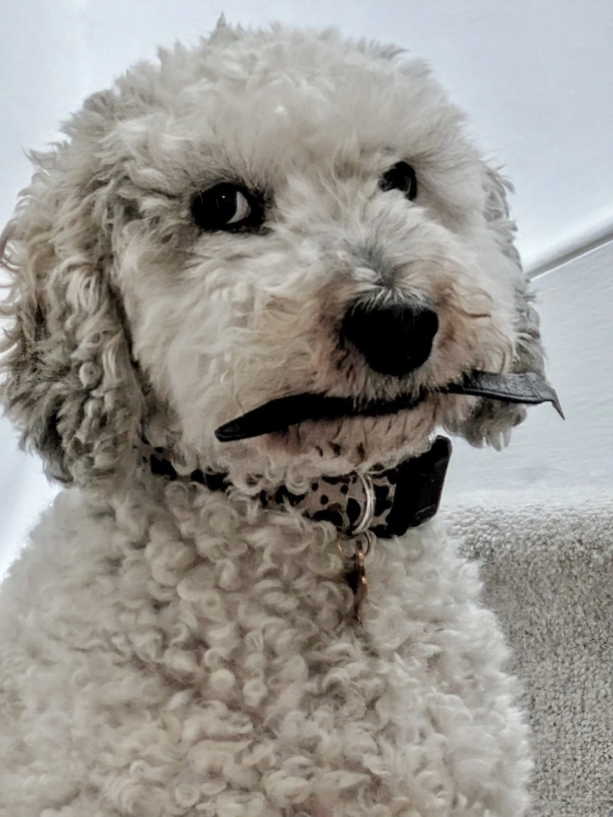 Close-up of a cute, curly-haired, beige poodle mix dog with dark eyes and a black nose, wearing a black collar with a round tag, sitting on a beige cushion.