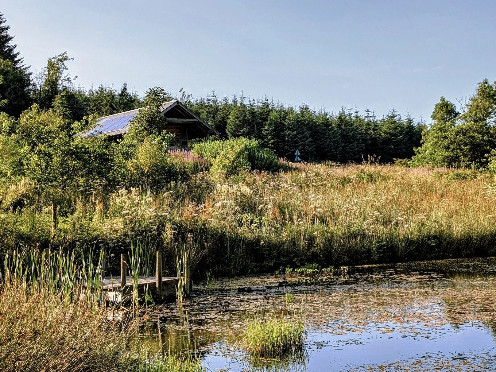 wildlifepond.jpg