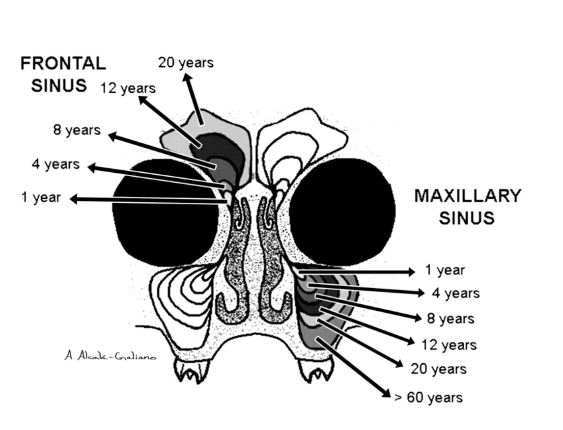 Mouth Breathing, Nasal Breathing and Cavities: Is Your Nose Secretly Protecting Your Teeth?