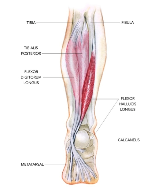 Flexor Hallucis Longus and Ankle Sprains: Why Big Toe Mechanics Matter for Foot Function Canberra | The Body Lab