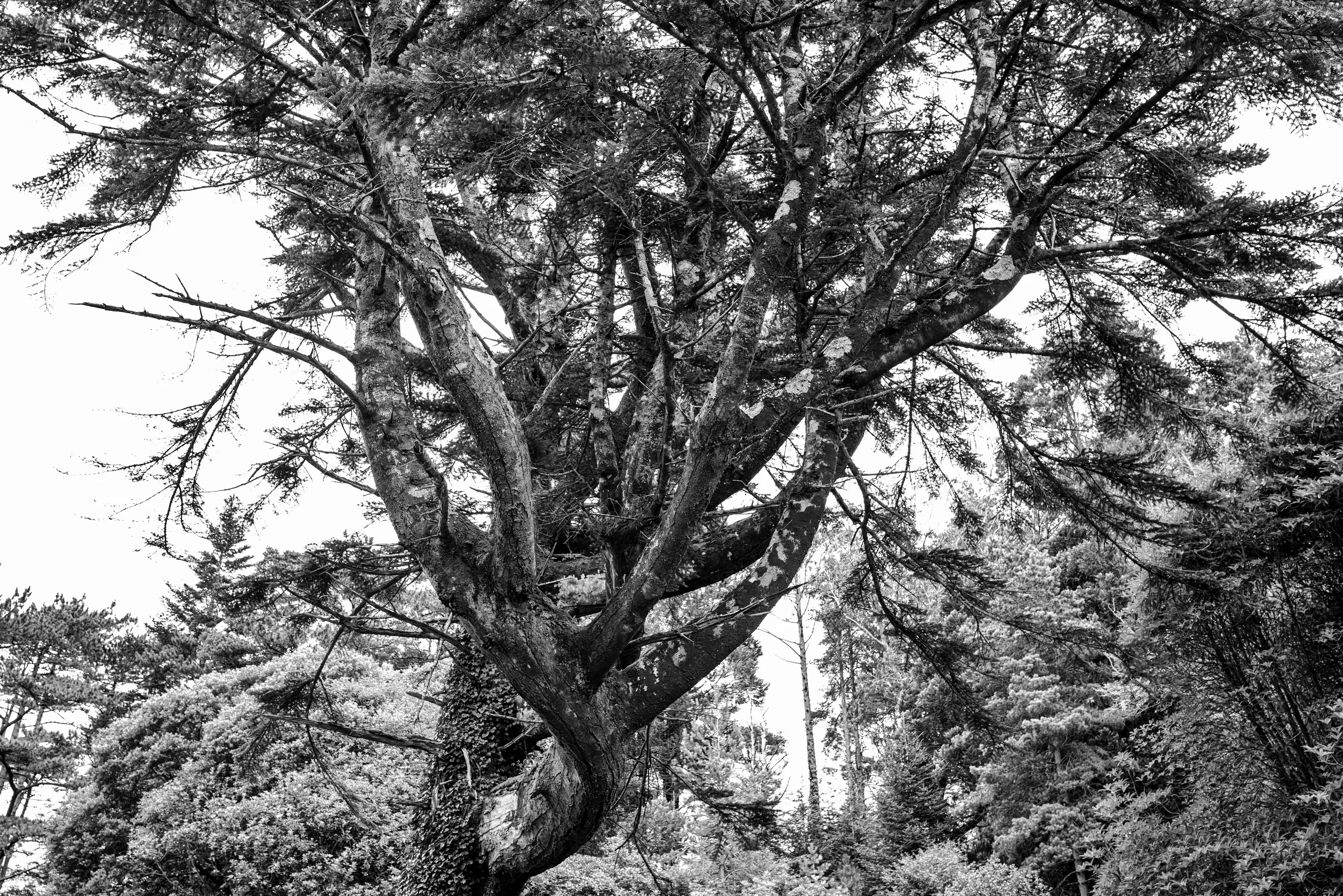   Wooden Torch   / Over the years the trees in Derreen Park evolve extraordinary Shapes, Lauragh / Ring of Beara, 2021   KYB-002