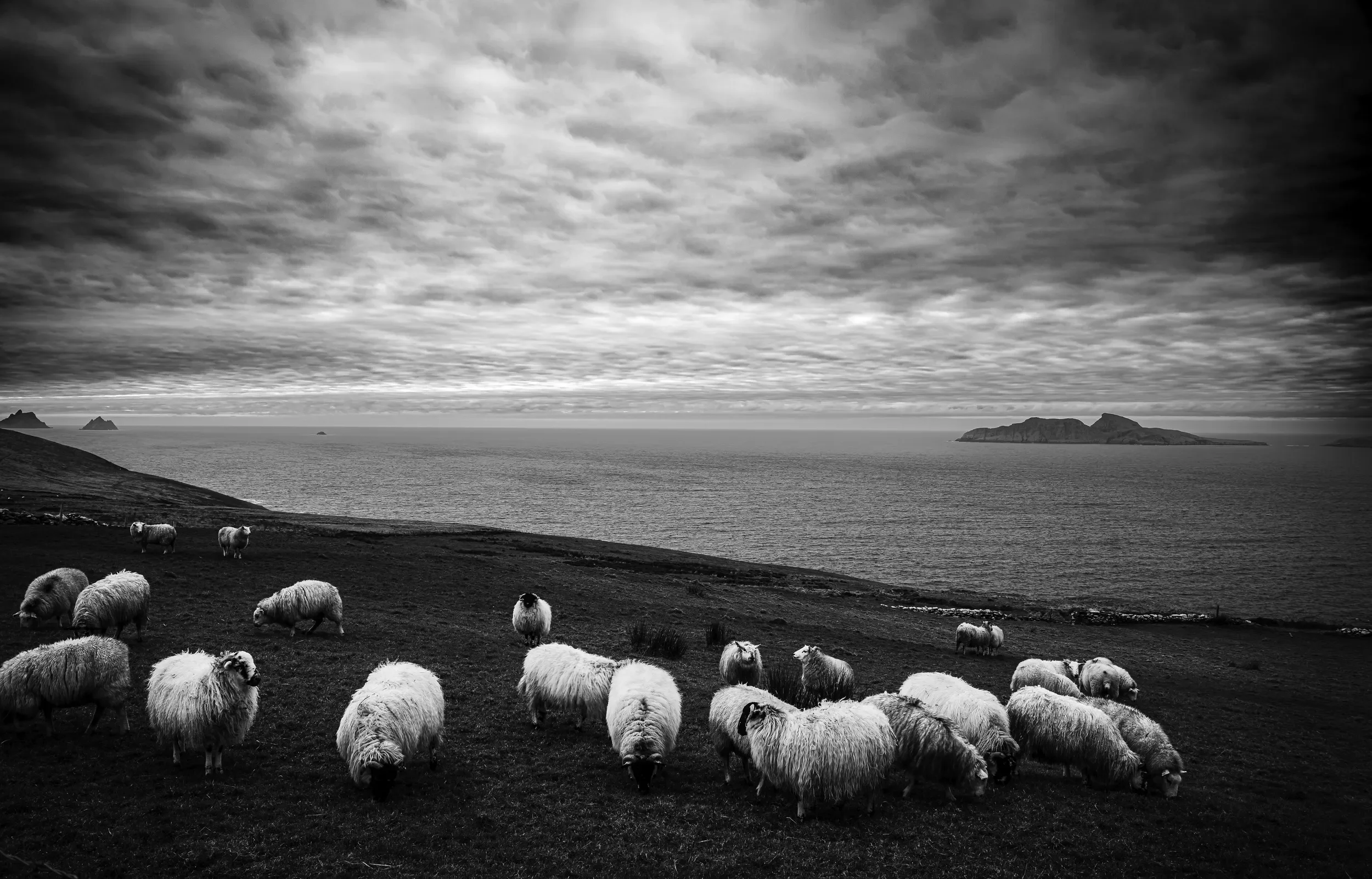  White Gathering   / Bolus Head offers a great view on the Skelligs and Puffin Island / Region, 2023   KYI-059