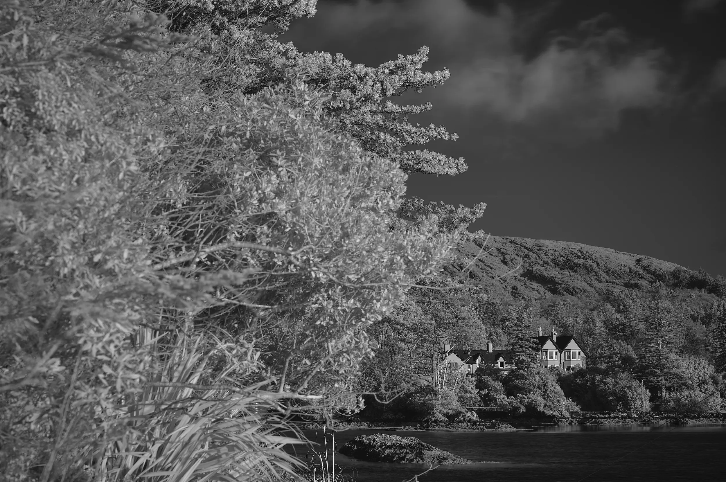   Nature’s Veil   / Delicate foliage framing a distant house near Sneem / Ring of Kerry, 2025   IRP-025