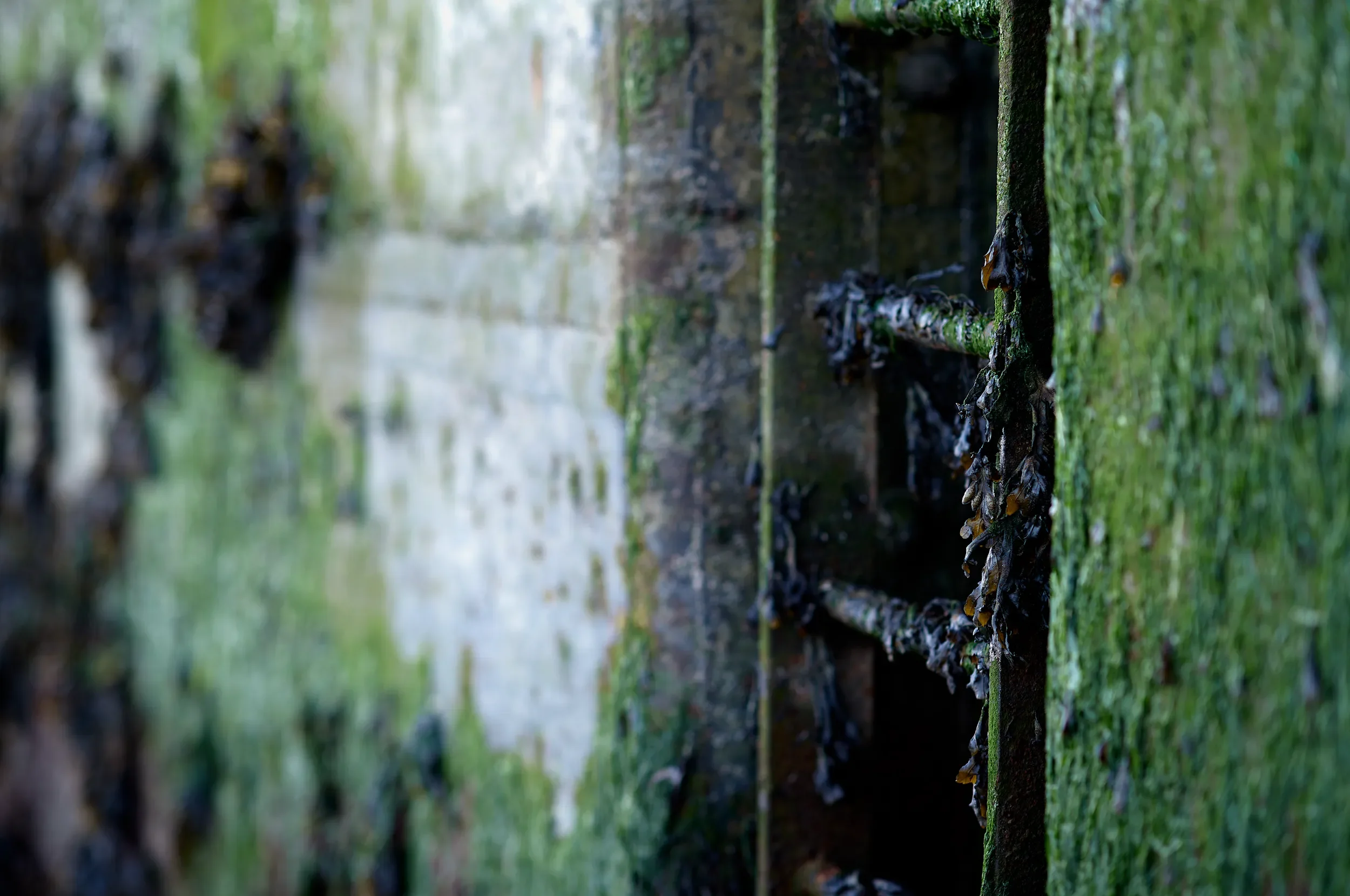   The Passage of Time   / Abstract interplay of moss, rust and shallow focus / Ring of Kerry, 2025   IRP-009