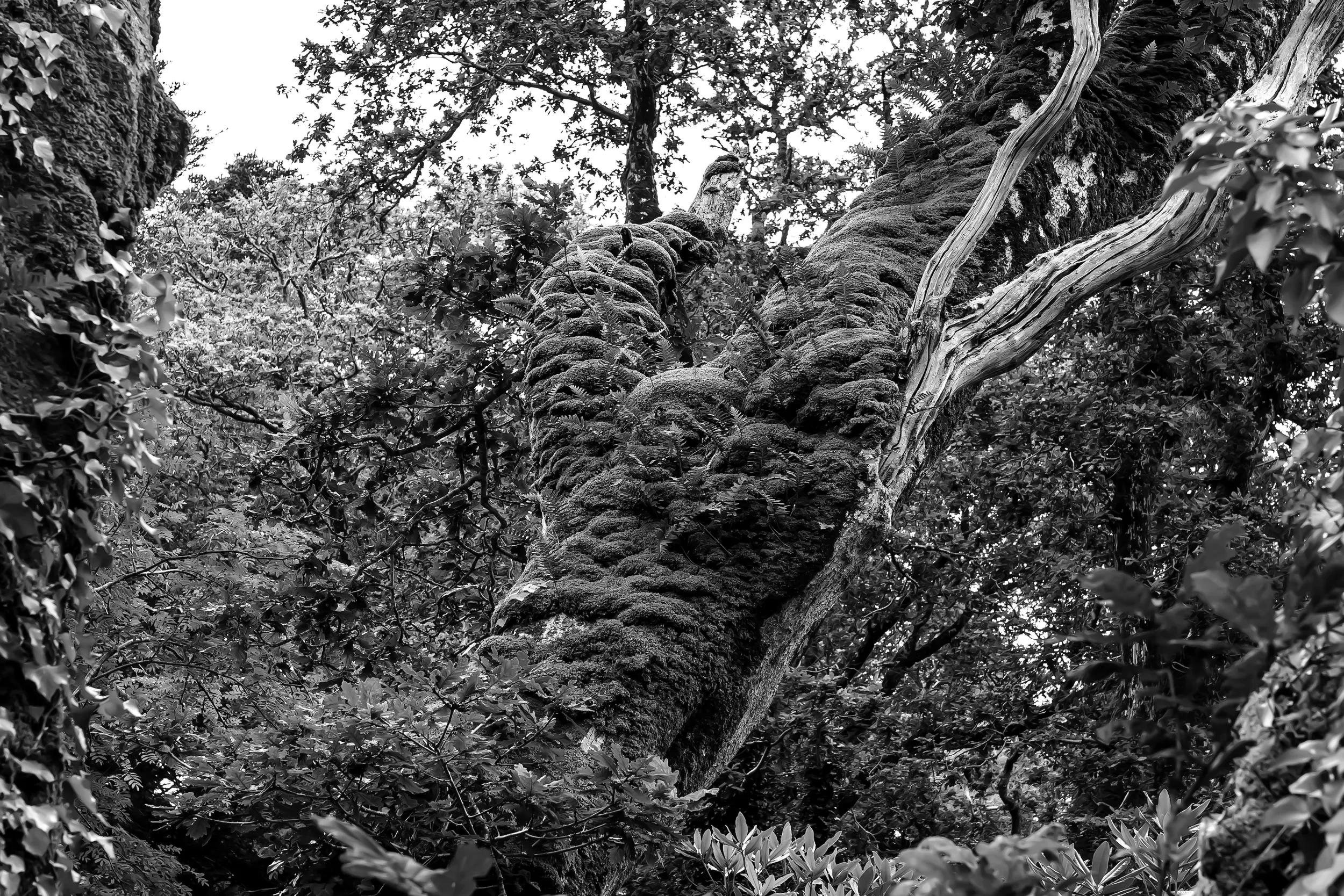   The Weight of Time   / Ancient moss-covered branches, rich in texture and contrast, Derreen Park, Lauragh / Ring of Beara, 2021   KYB-003