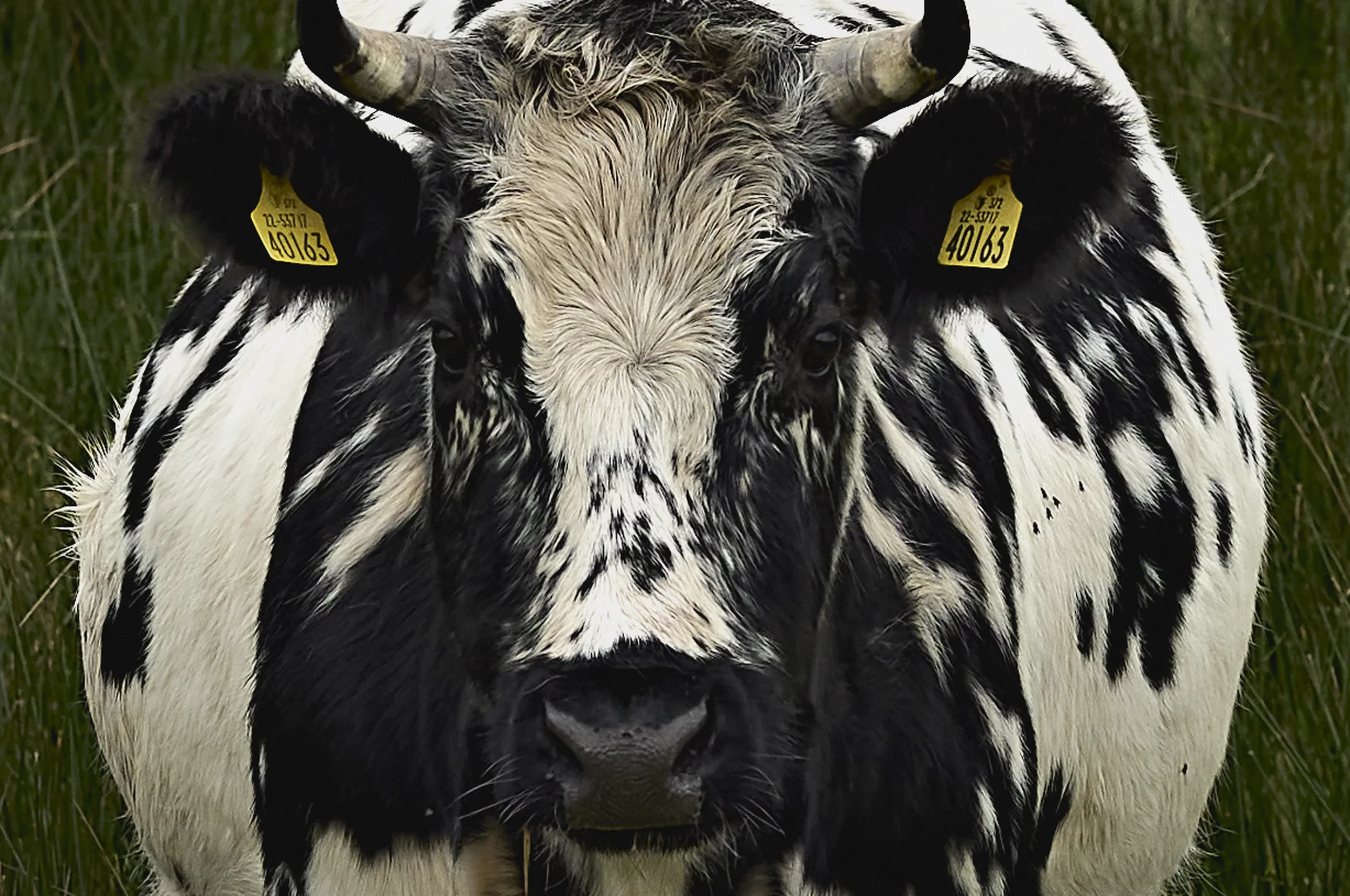   Face to Face   / A striking portrait of curiosity, character and individuality on Bolus Head / Ring of Kerry, 2025   KYI-083