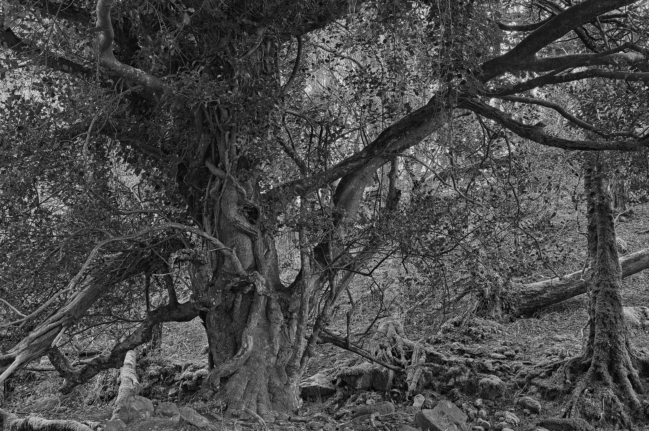   Twisted by Time   / Ancient branches creating an intricate woodland silhouette / Killarney National Park, 2024   KYI-073