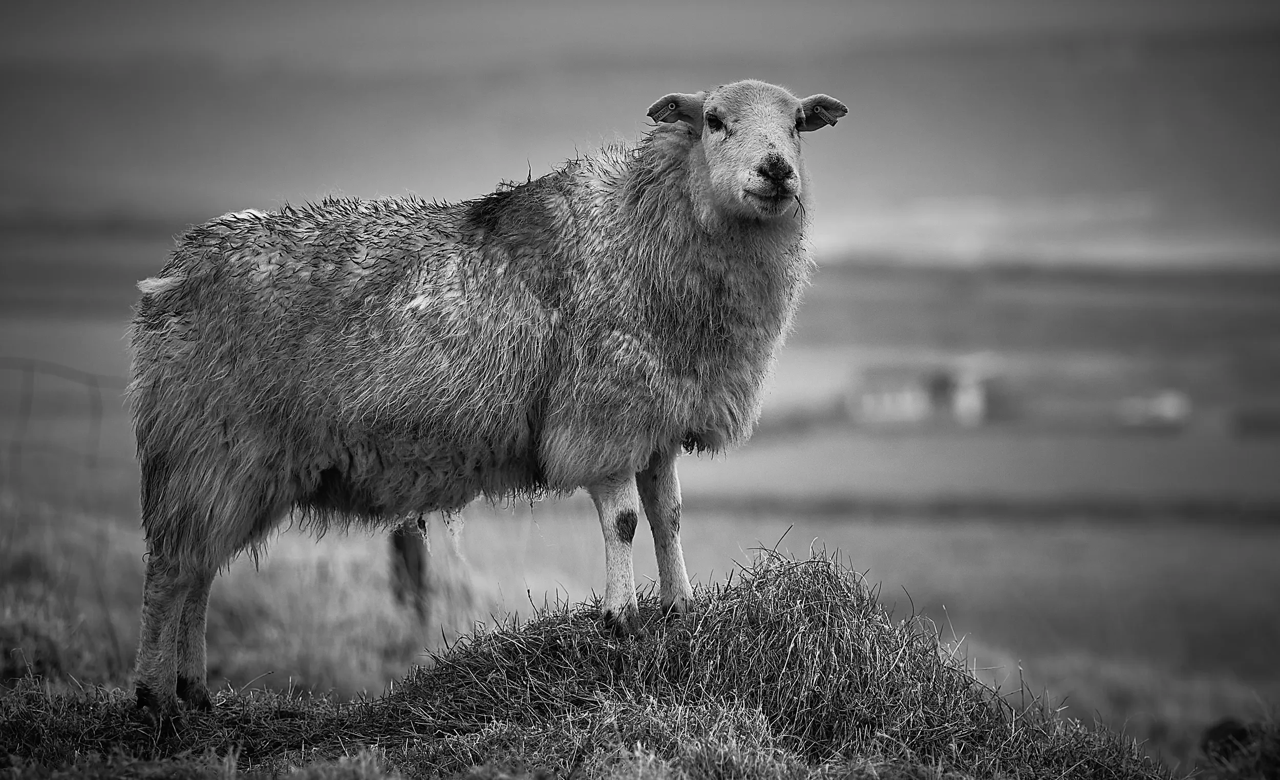   A watchful gaze and quiet confidence against a soft backdrop on Valentia Island   / A watchful gaze and confidence against a soft scenery on Valentia Island / Ring of Kerry, 2024   KYI-082