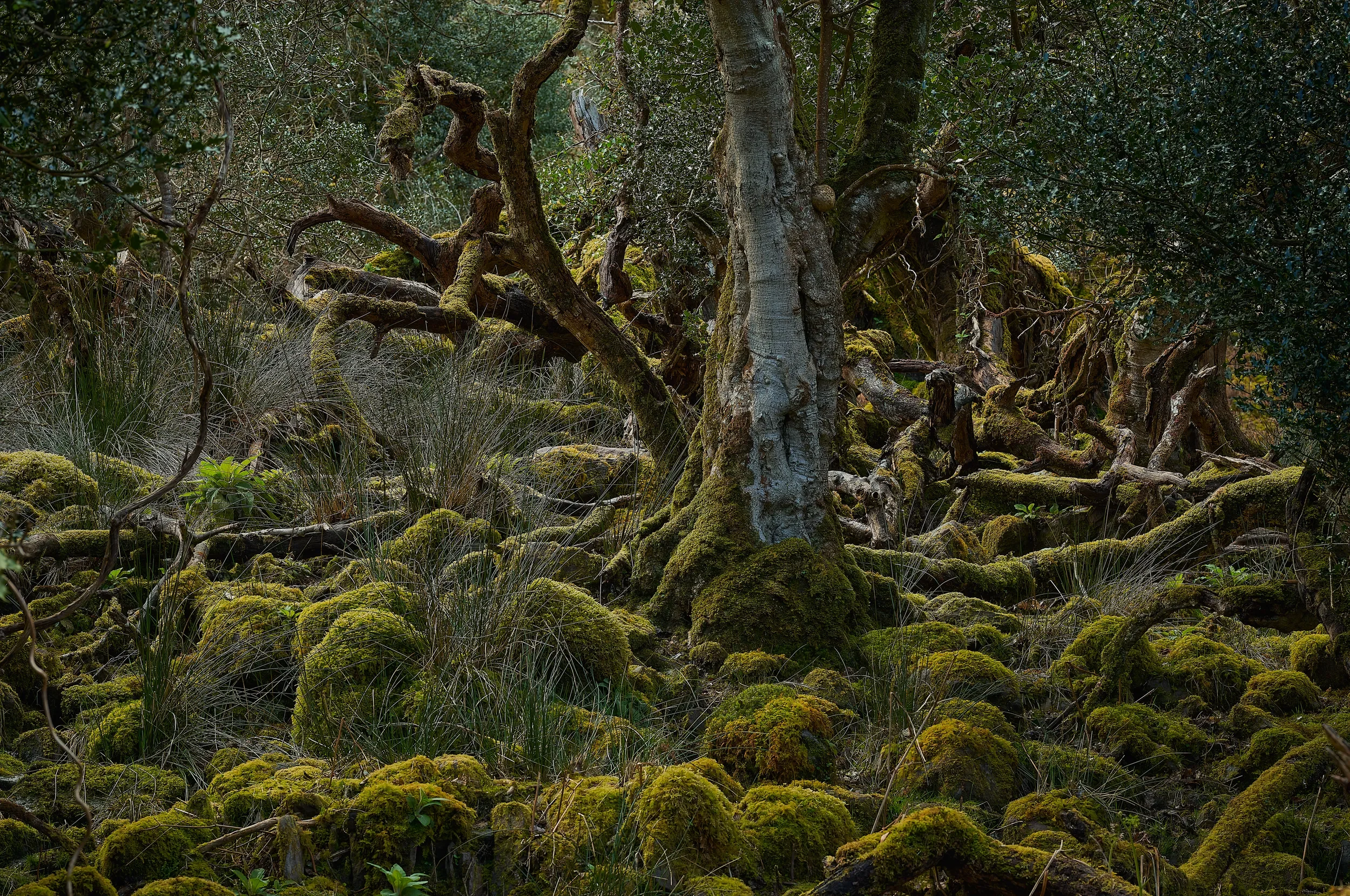   Nature’s Labyrinth   / An intricate maze of twisted roots and moss-covered branches in Tomies Wood / Killarney National Park, 2024   KYI-074