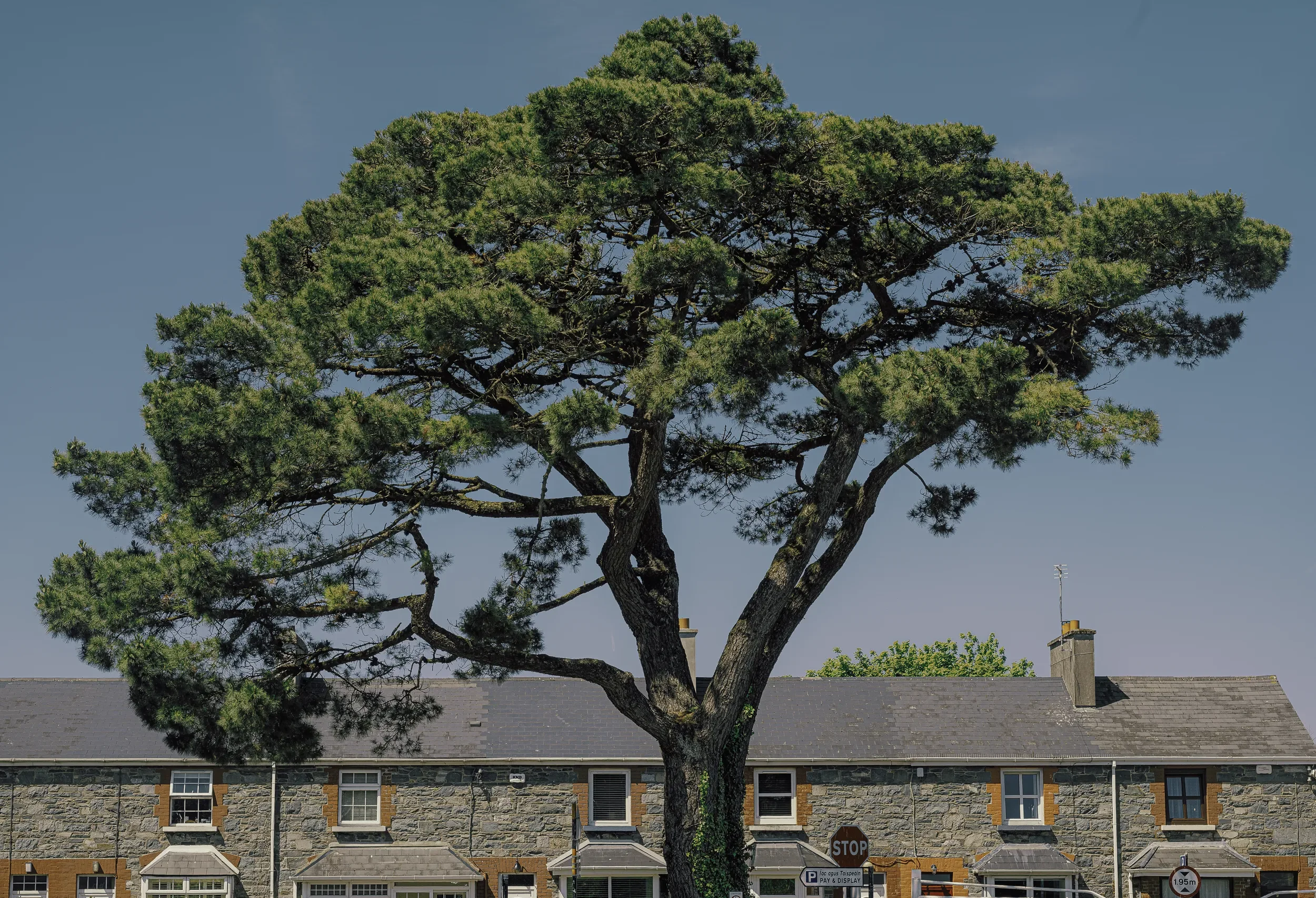   Green Guardian   / This majestic tree frames the houses in Lewis Street / Killarney, 2022   KYI-069