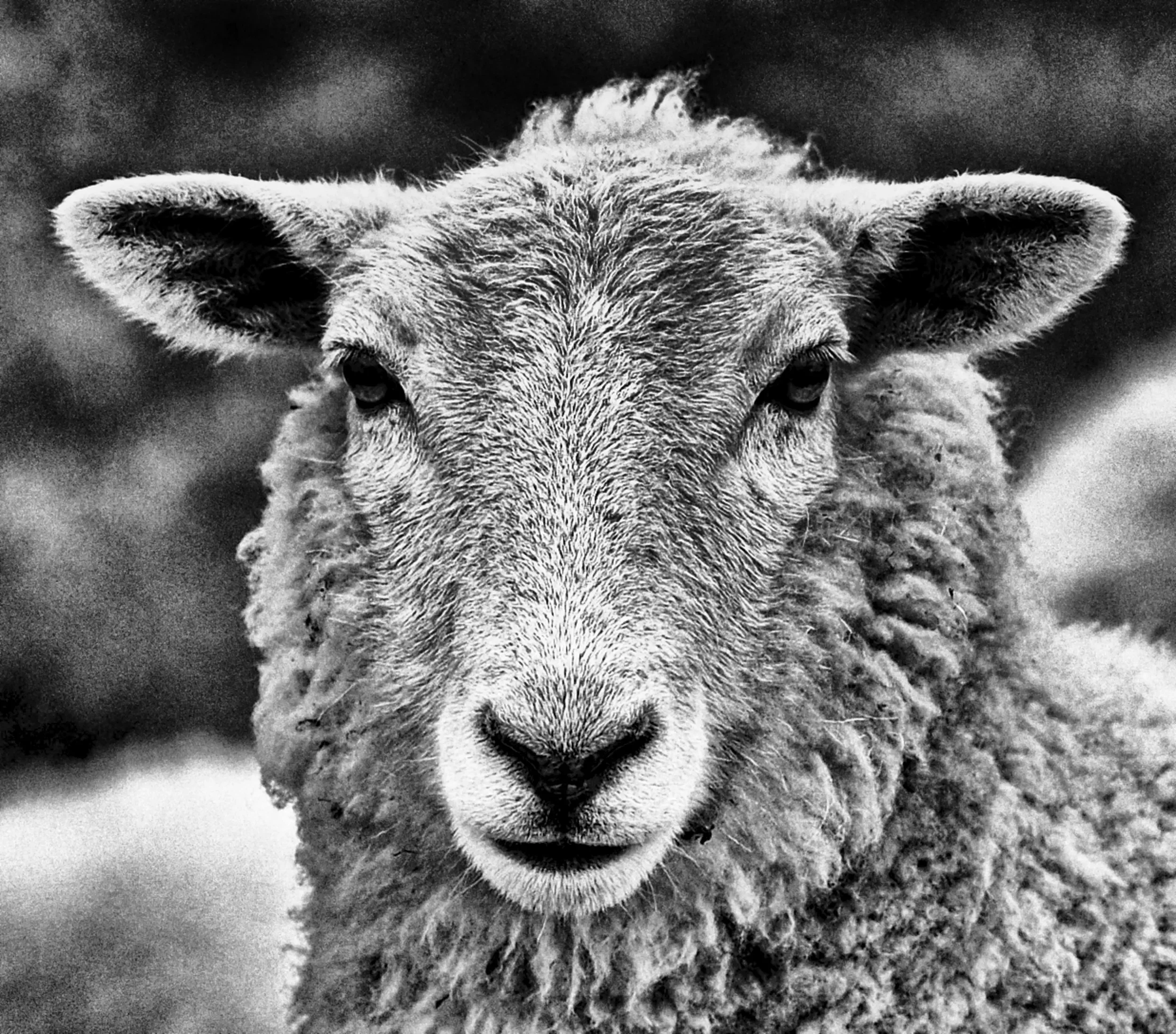   Eye to Eye   / A Kerry woolly resident posing for the camera on Bolus Head / Ring of Kerry, 2021   KYI-079