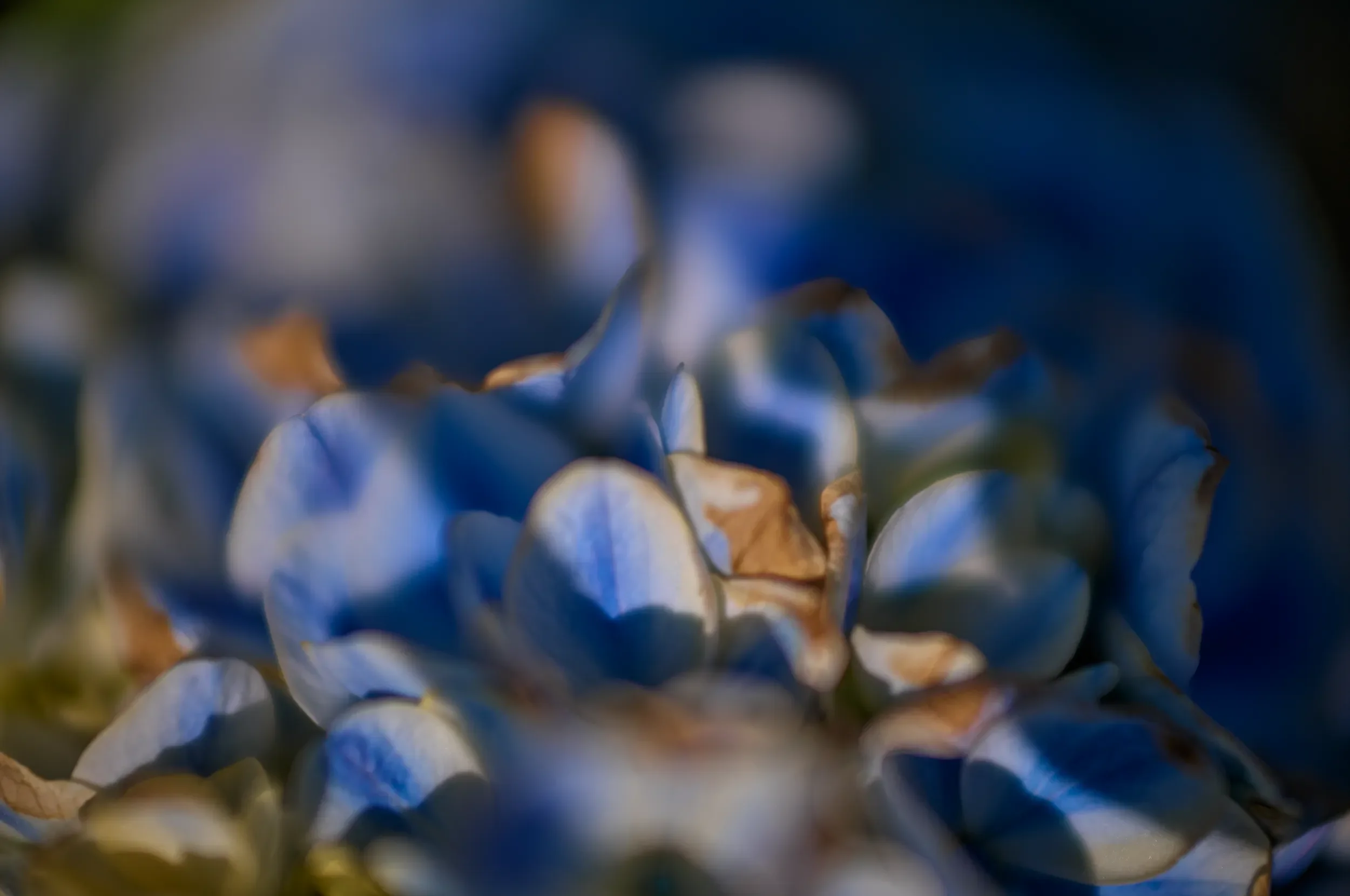   Blue Reverie   / A delicate interplay of deep blues and selective focus / Hydrangea, 2026    BOT-001