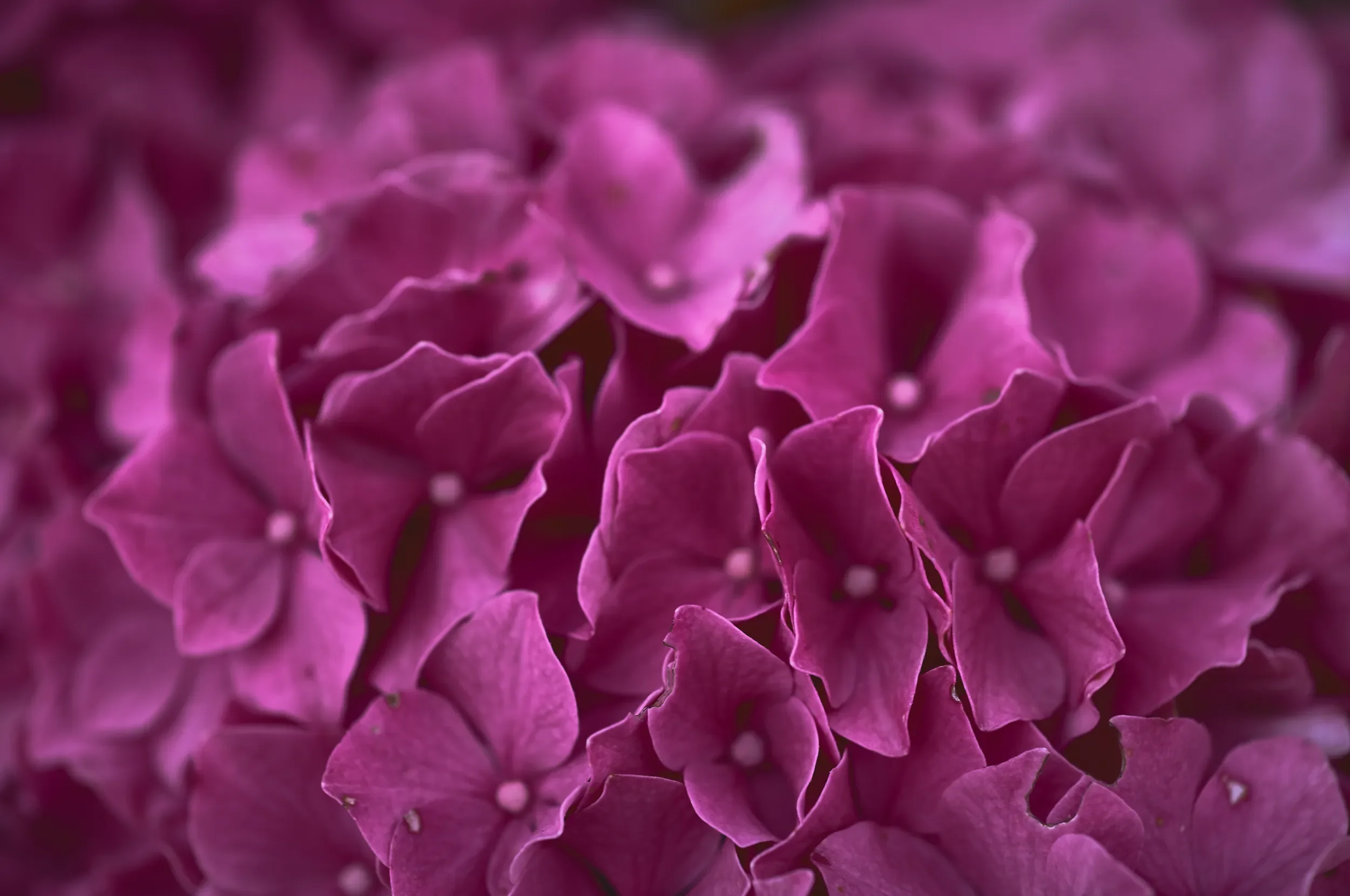   Petal Poetry   / Delicate floral details emerging from a haze of pink / Hydrangea, 2026    BOT-004