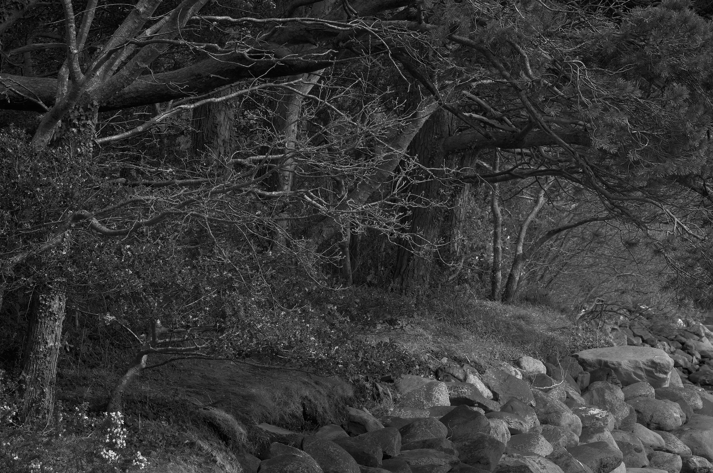   The Tangled Shore   / An intricate interplay of branches, textures and tonal contrasts / Ring of Kerry, 2025   IRP-033