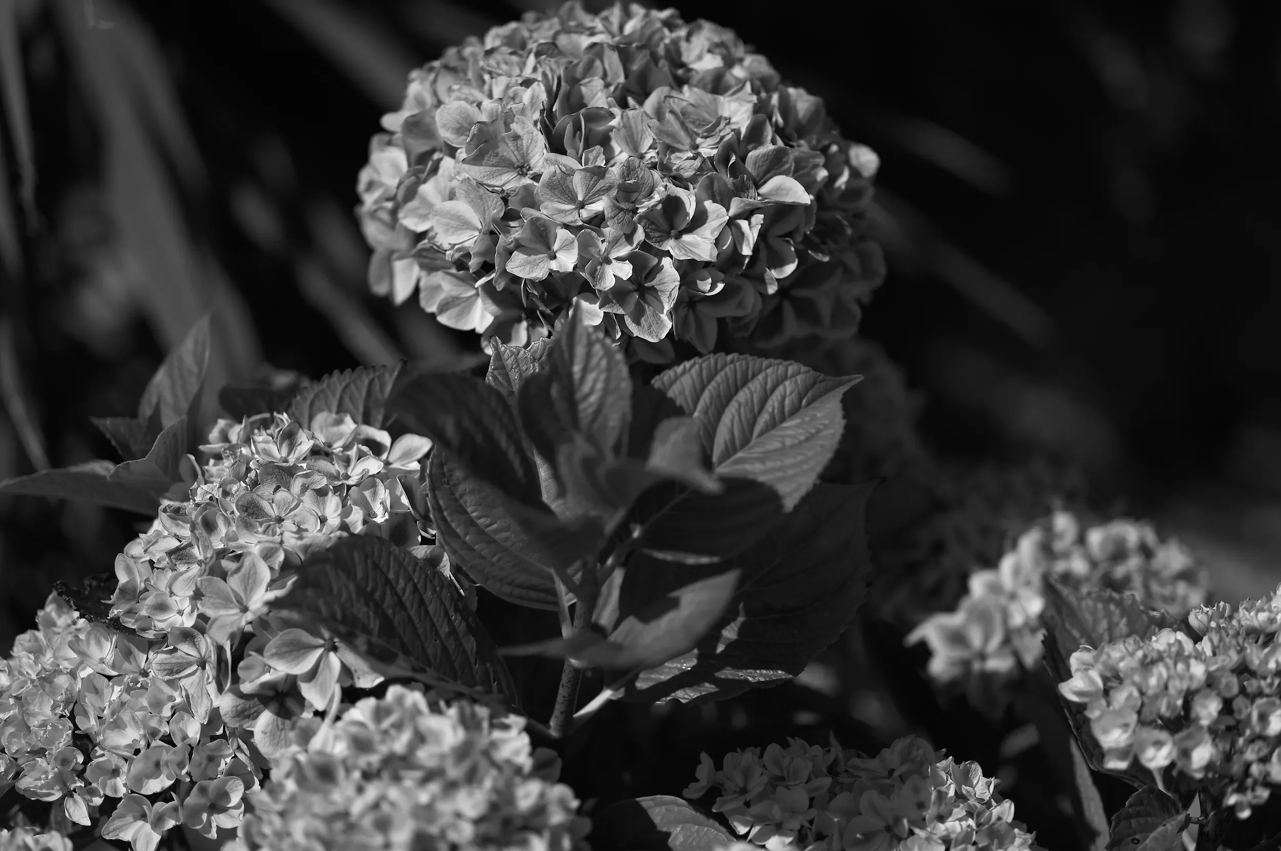  Floral Elegance   / Sculptural floral forms revealed through light and shadow / Hydrangea, 2026    BOT-006