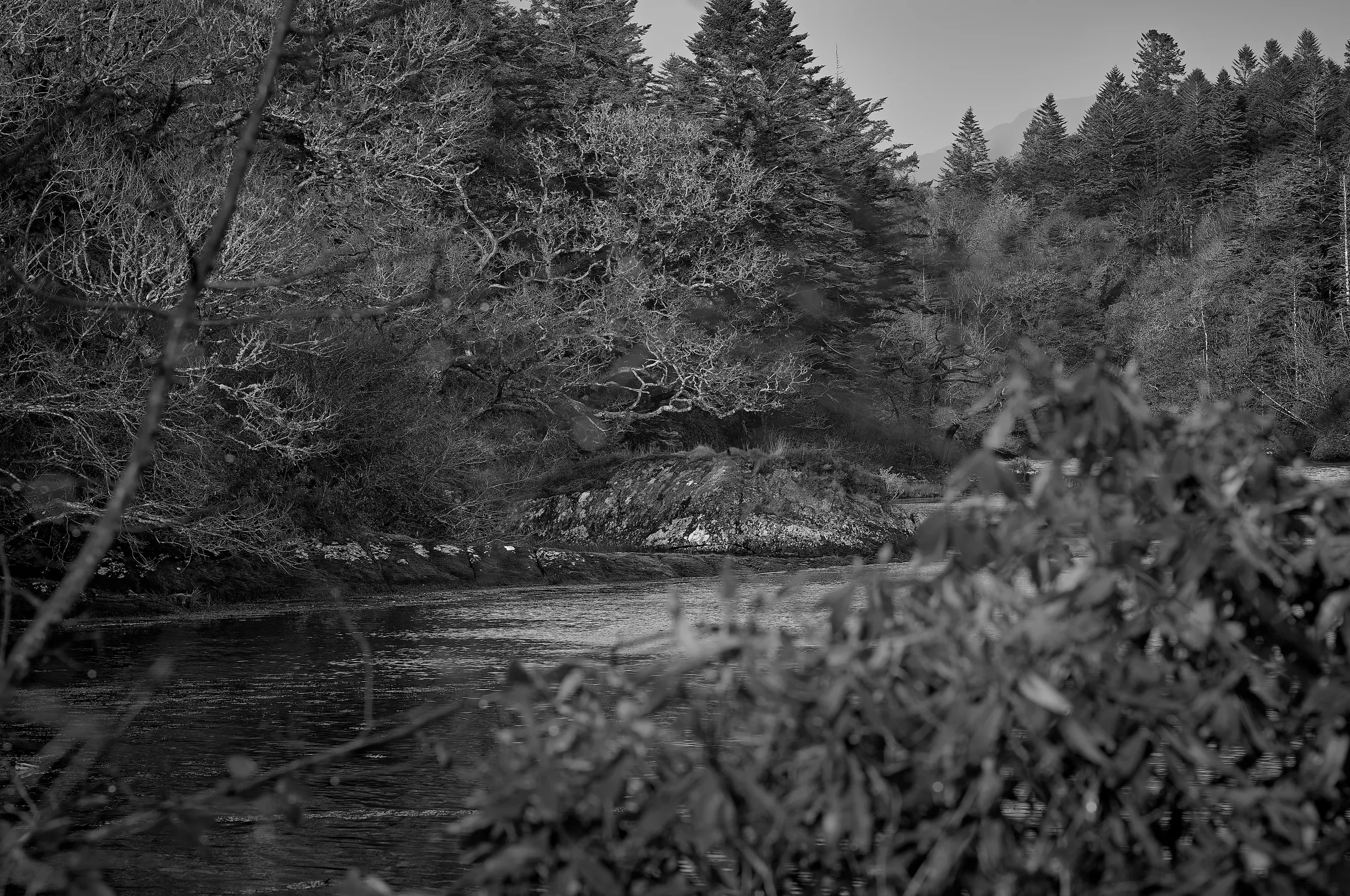   Through the Undergrowth   / Blackwater's wooded shore framed by soft foliage / Ring of Kerry, 2025   IRP-031