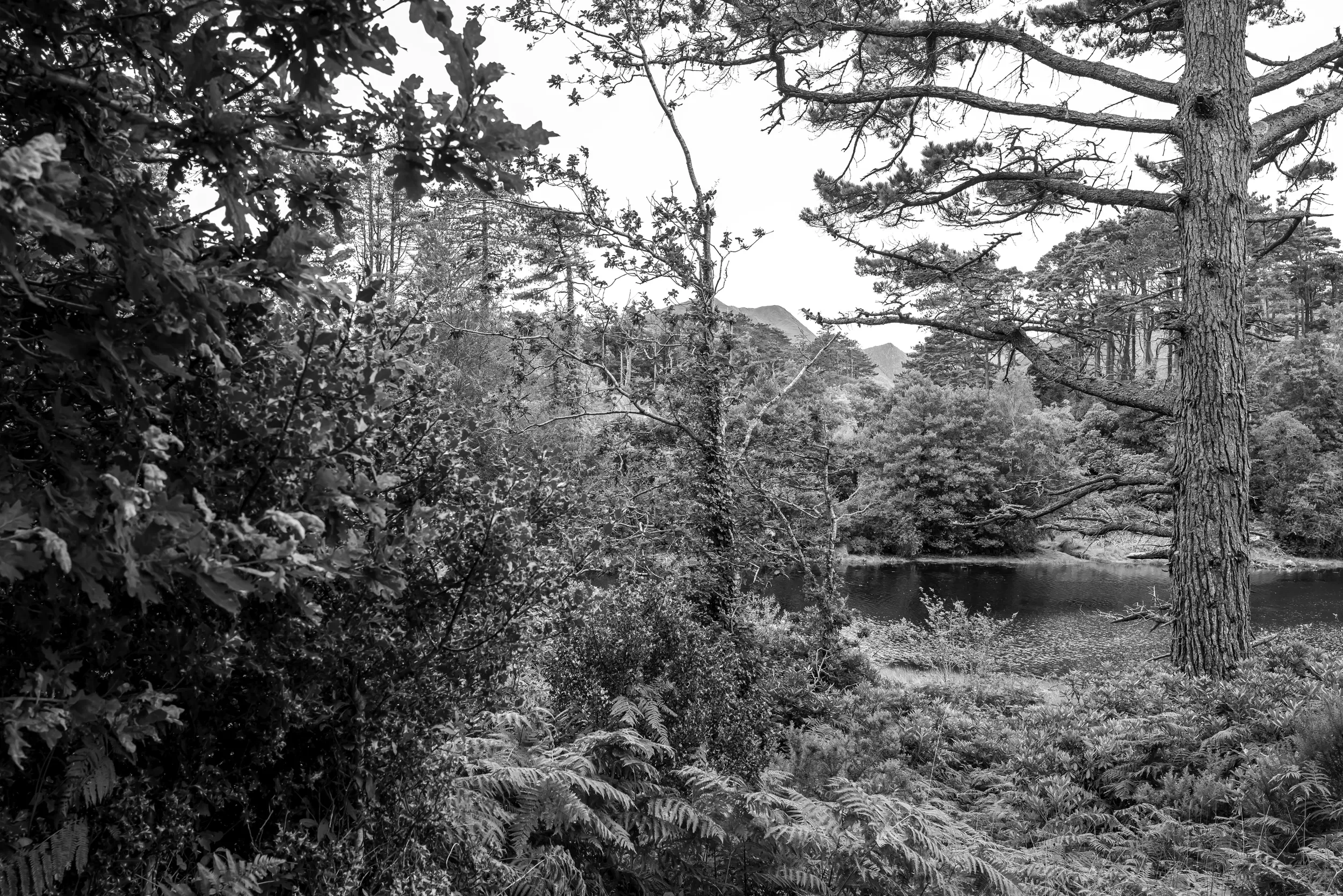   A Glimpse Beyond   / Layered woodland in Derreen Garden, home to exotic plants and ancient trees worldwide, Lauragh / Ring of Beara, 2021   KYB-004